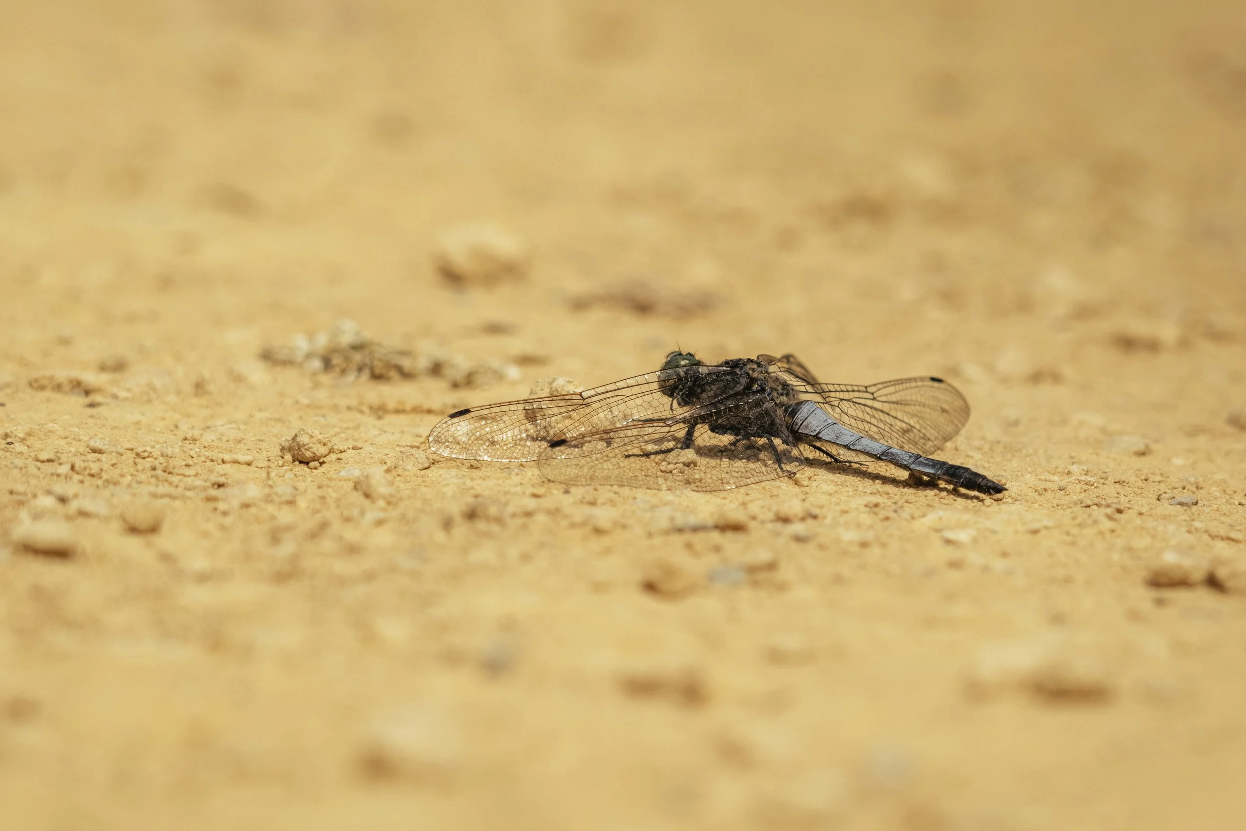 DSCF2158.jpg