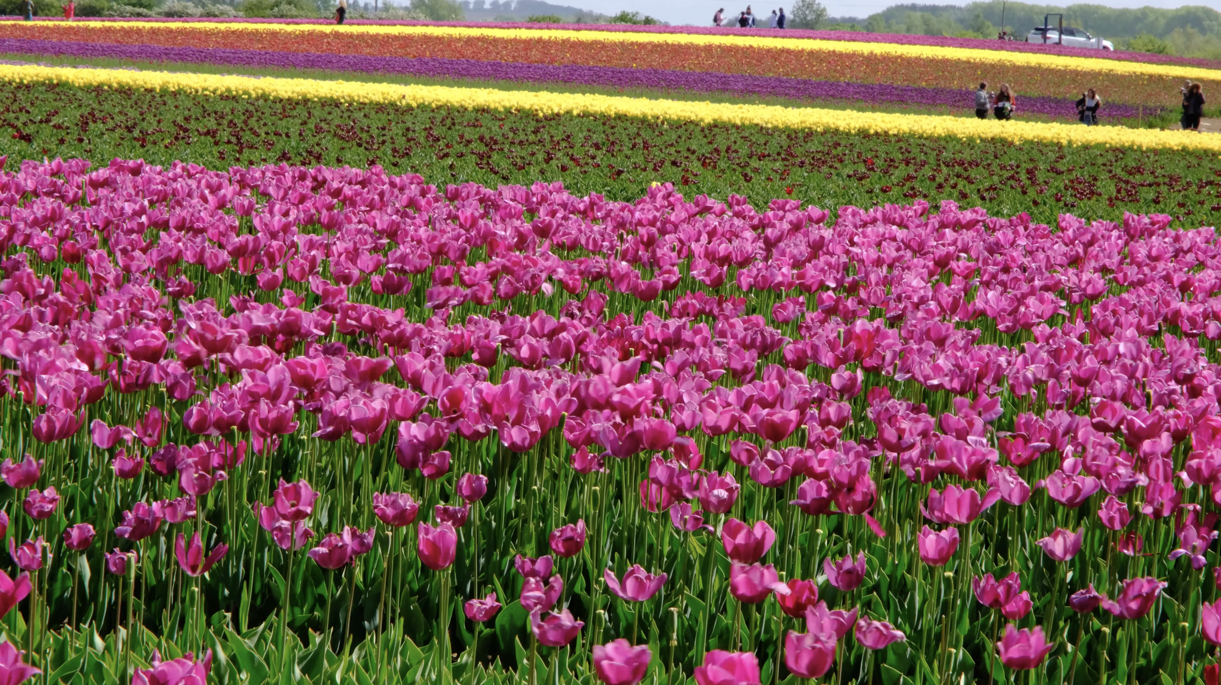 Wicked-Munchkinland-Tulips-Norfolk-1.png