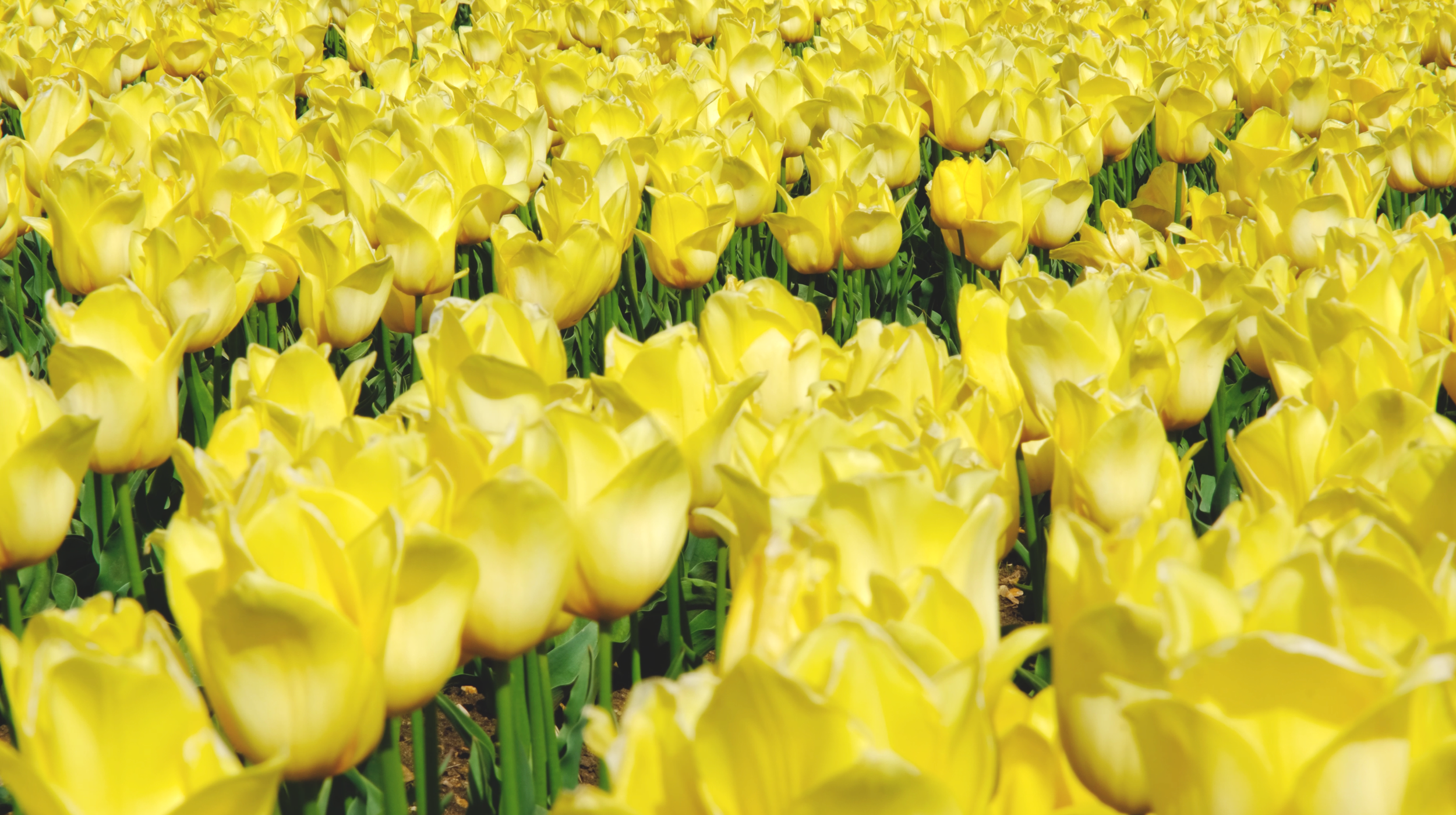 Wicked-Munchkinland-Tulips-Norfolk-2.png