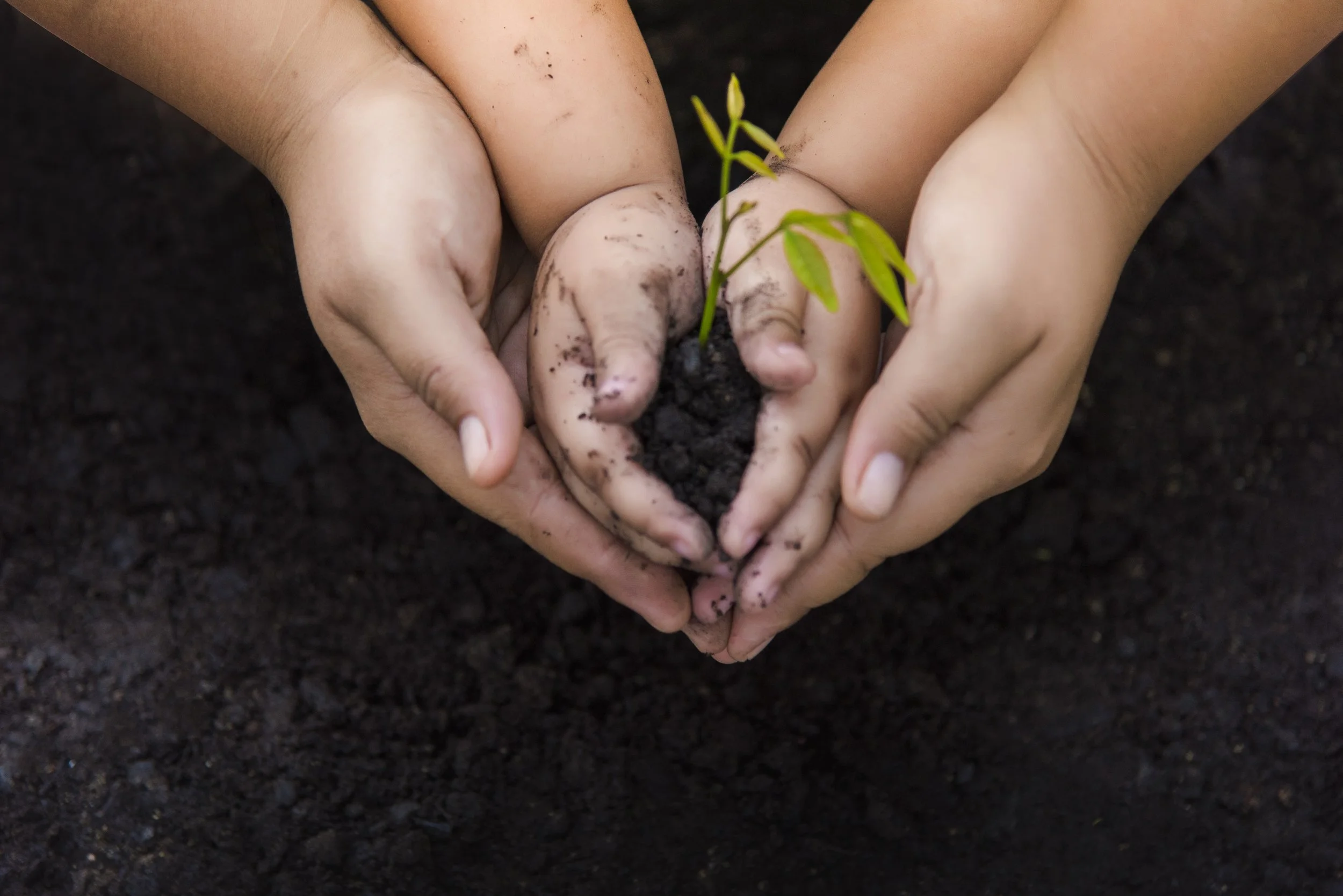 Two pairs of hands planting a small green seedling into dark soil.