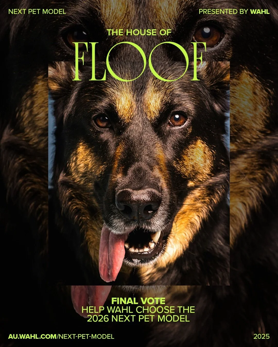 The House of Floof - Time to vote one final time 🗳️

LINK IN BIO 🔗

Four categories. Four icons. One crown.

✨ Lucian the Enlightened Saluki &ndash; ancient royalty, modern heart-melter.

🚶&zwj;♀️ Tequila the Independent Girl &ndash; golden, glori