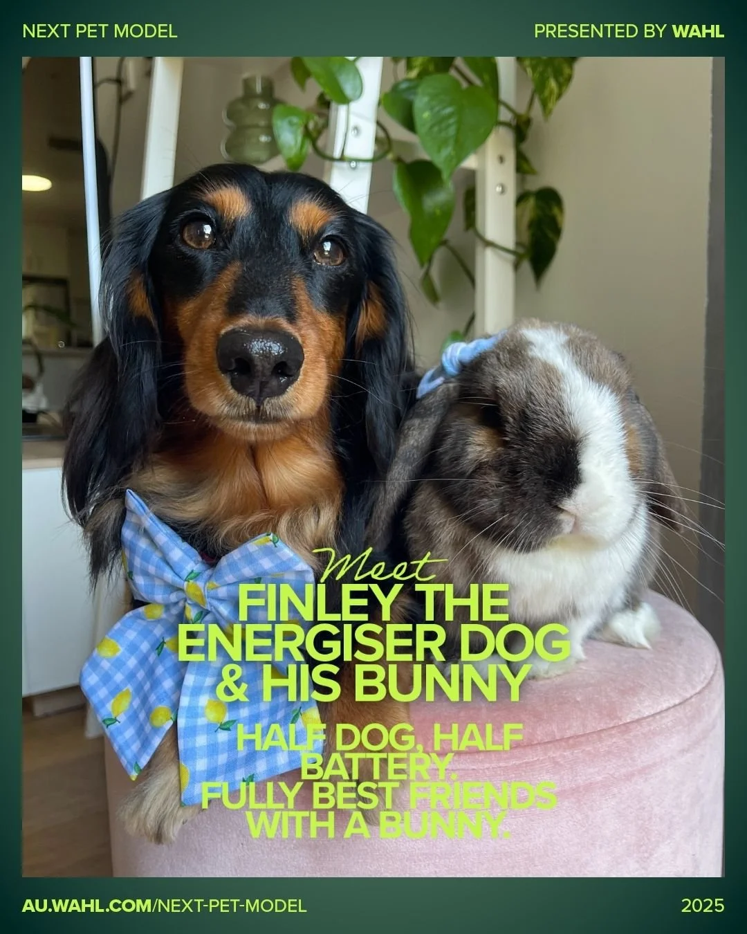 Vote for Finley, the Energiser Dog &amp; His Bunny, representing The House of Long Hair.

Finley&rsquo;s life philosophy is simple:
✨ Run fast
✨ Have fun
✨ Check in with your bunny best friend
✨ Repeat forever

He&rsquo;s the kind of dog who can turn