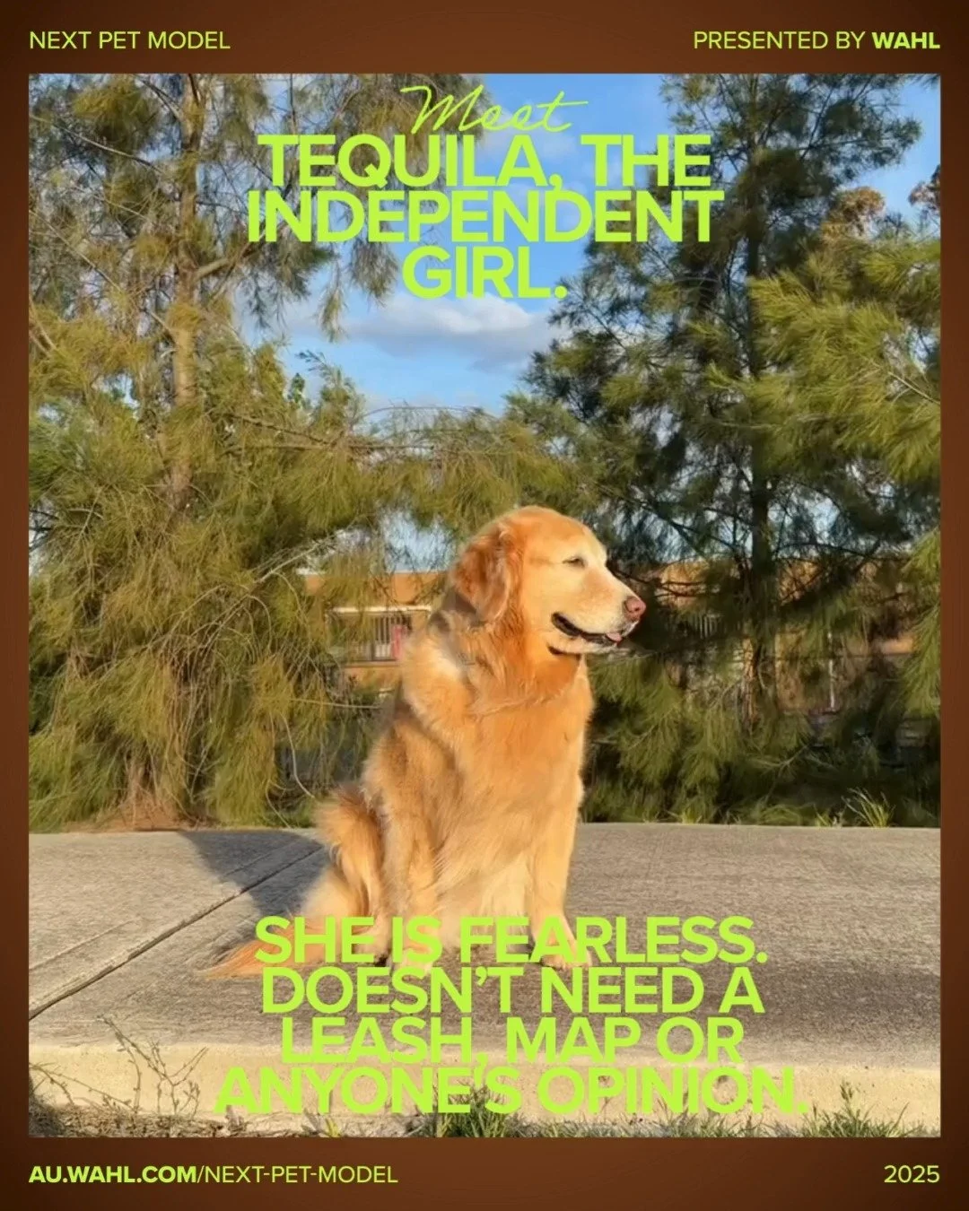 Vote for Tequila, representing the House of Double Coat &mdash; proof that the best girls sometimes take a little international paperwork. ✈️🐾

She flew all the way from the Philippines, survived customs, quarantine, and about 97 forms&hellip;
and w