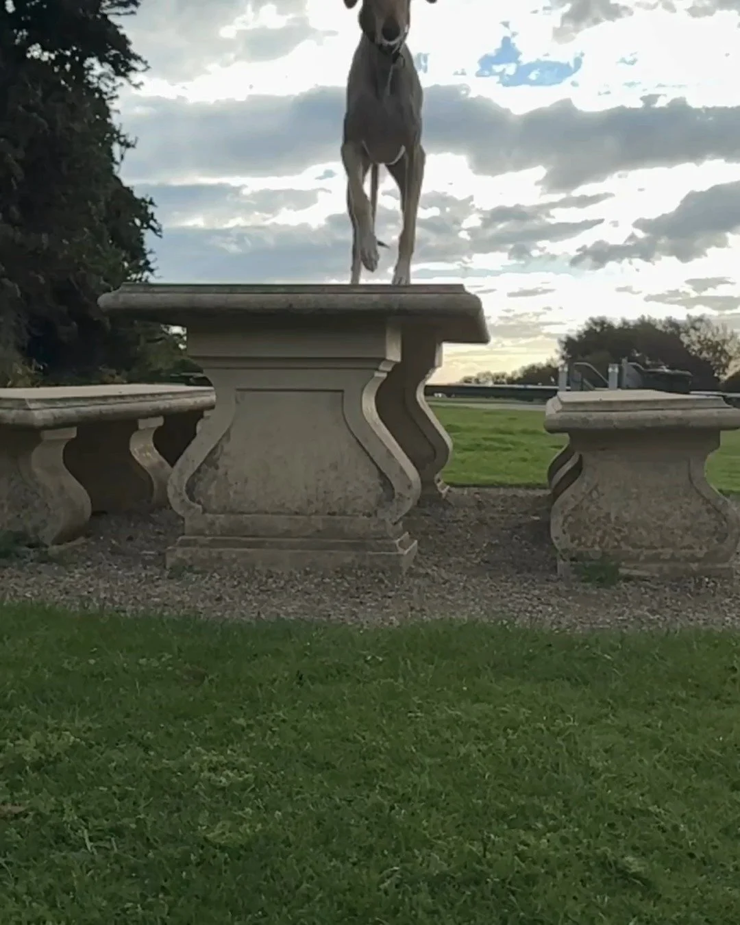 Vote for Lucian &mdash; the Enlightened Saluki, representing the House of Smooth. ✨

An ancient desert aristocrat with a coat as soft as whispered history.

His energy? Monk-level calm.
His movement? Like he&rsquo;s floating two inches above the grou