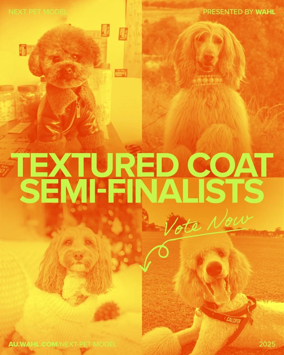 Textured Coat Category Voting LIVE 💛✨
LINK IN BIO 🔗

Meet the Textured Coat trailblazers &mdash; four icons redefining what &ldquo;good hair day&rdquo; really means.

A Pretty Helpful Dog (PhD) who assists at the clinic, educates the masses, and oc