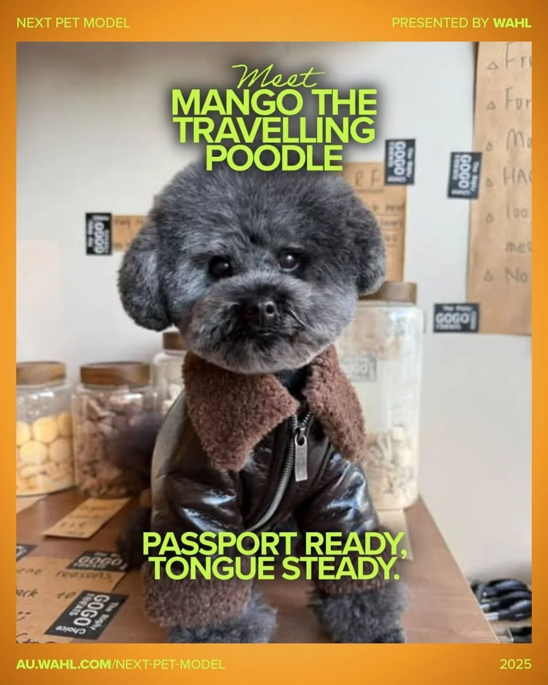 Meet Semi-Finalist 4 - Textured category - Mango ✈️

The Travelling Poodle with a passport full of stamps and a tongue full of enthusiasm.

Smol? Yes.
Cute? Weaponised.
Allowed into every caf&eacute;, hotel, and airport lounge?
&hellip;Also yes. Beca