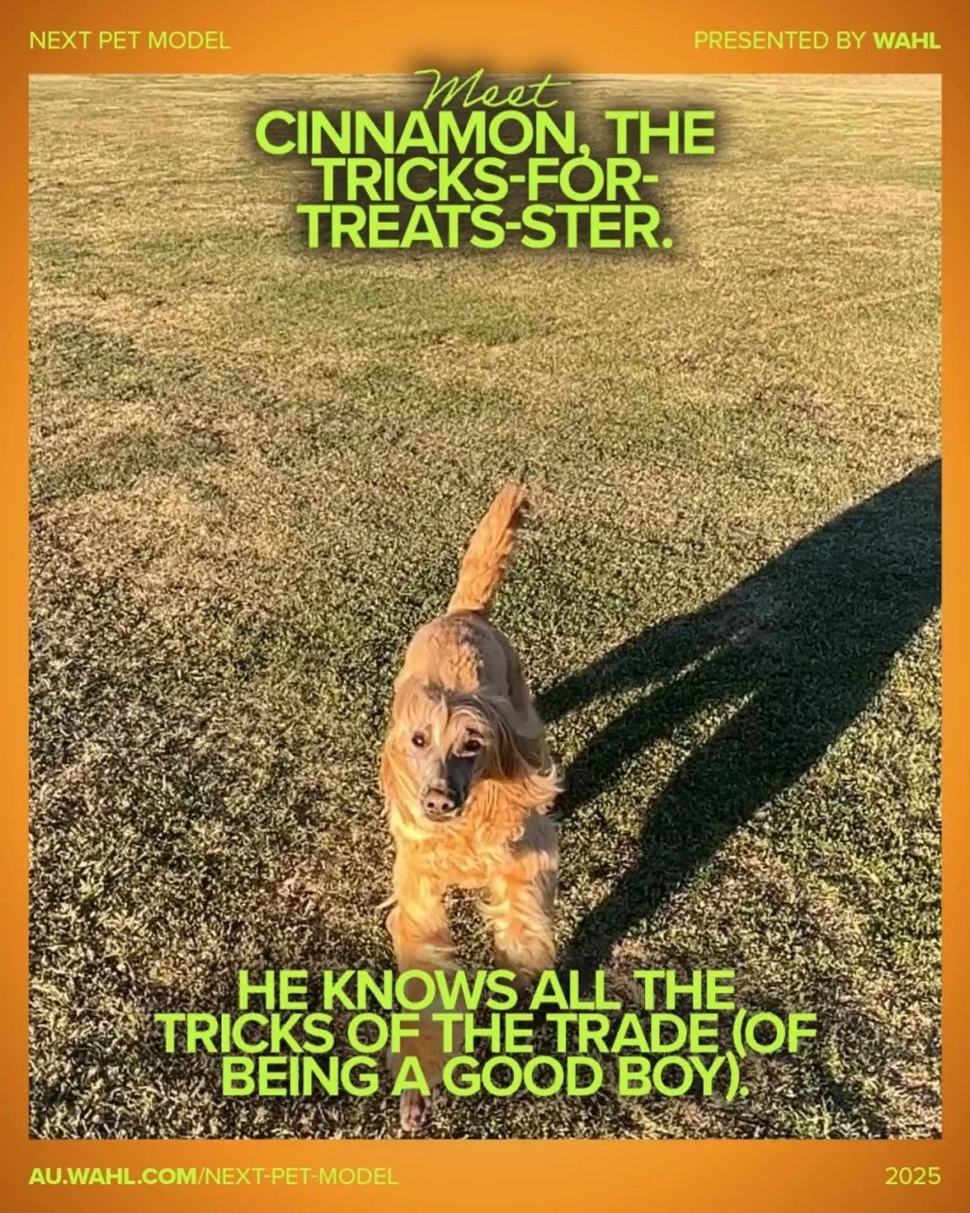 Meet Semi-Finalist 2 - Textured category - Cinnamon, the Tricks-for-Treats-ter 🍪🐾

A dog so smart that he could probably run his own training school (sign us up).

He&rsquo;ll sit, stay, spin, pose, and perform miracles with nothing but a biscuit a