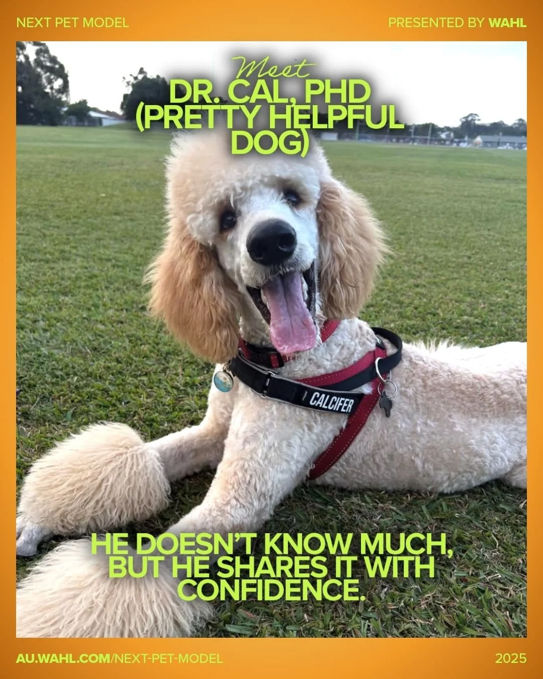 Meet Semi-Finalist 1 - Textured category - Dr. Cal, PhD (Pretty Helpful Dog) &mdash; the clinic&rsquo;s most enthusiastic assistant.

A gentle giant who couldn&rsquo;t hurt a soul.
A student, teacher, and full-time chaos consultant.
A poodle who cont