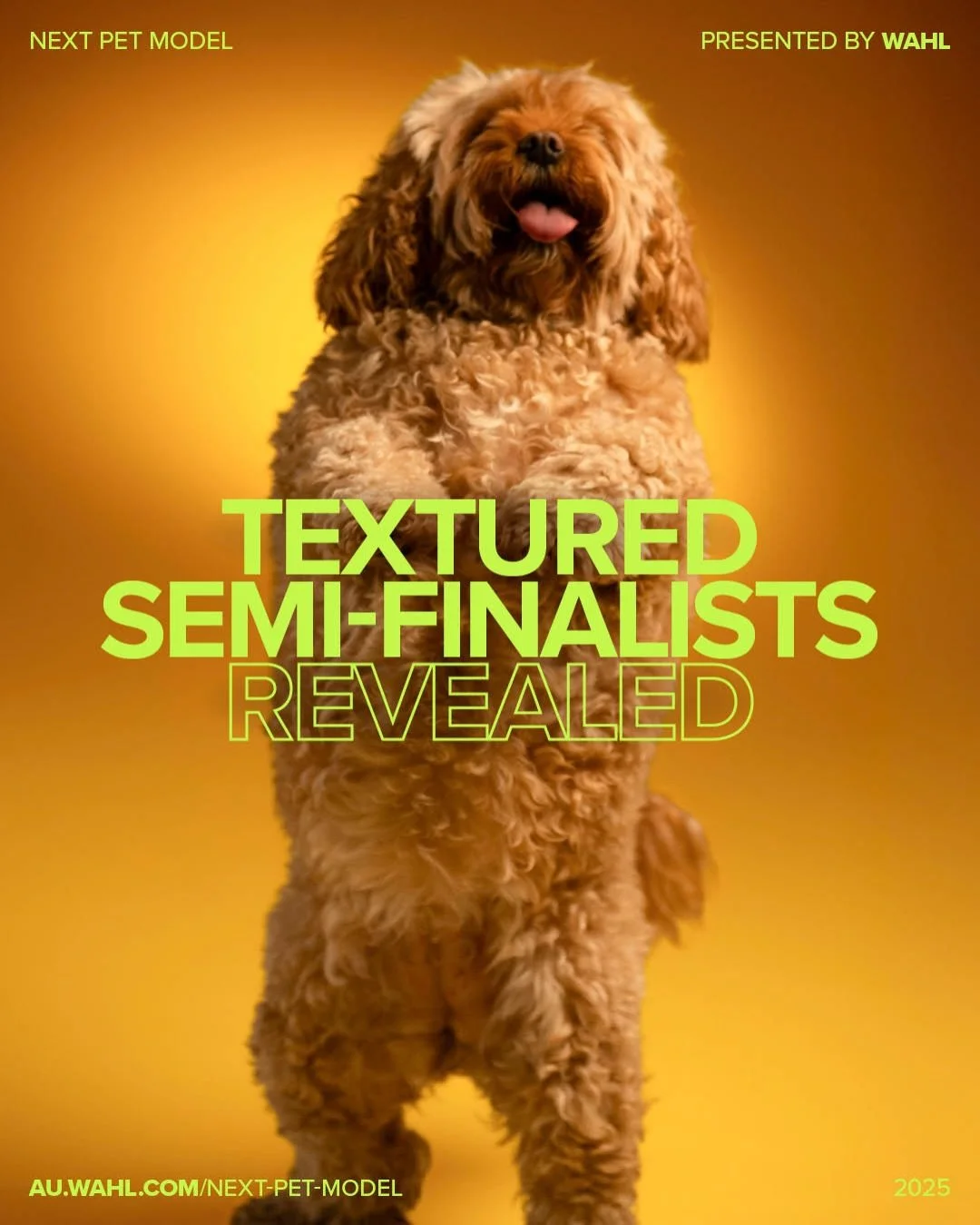 Textured Coat Semi-Finalists Revealed 🐾✨
Meet the curl squad, the floof troop, the chaos-with-conditioning dream team:

A poodle professor 🧑&zwj;🏫
A treat-powered trickster 👻
A stylish city queen 🌆
A tiny traveller ✈️

Only one will take the cro