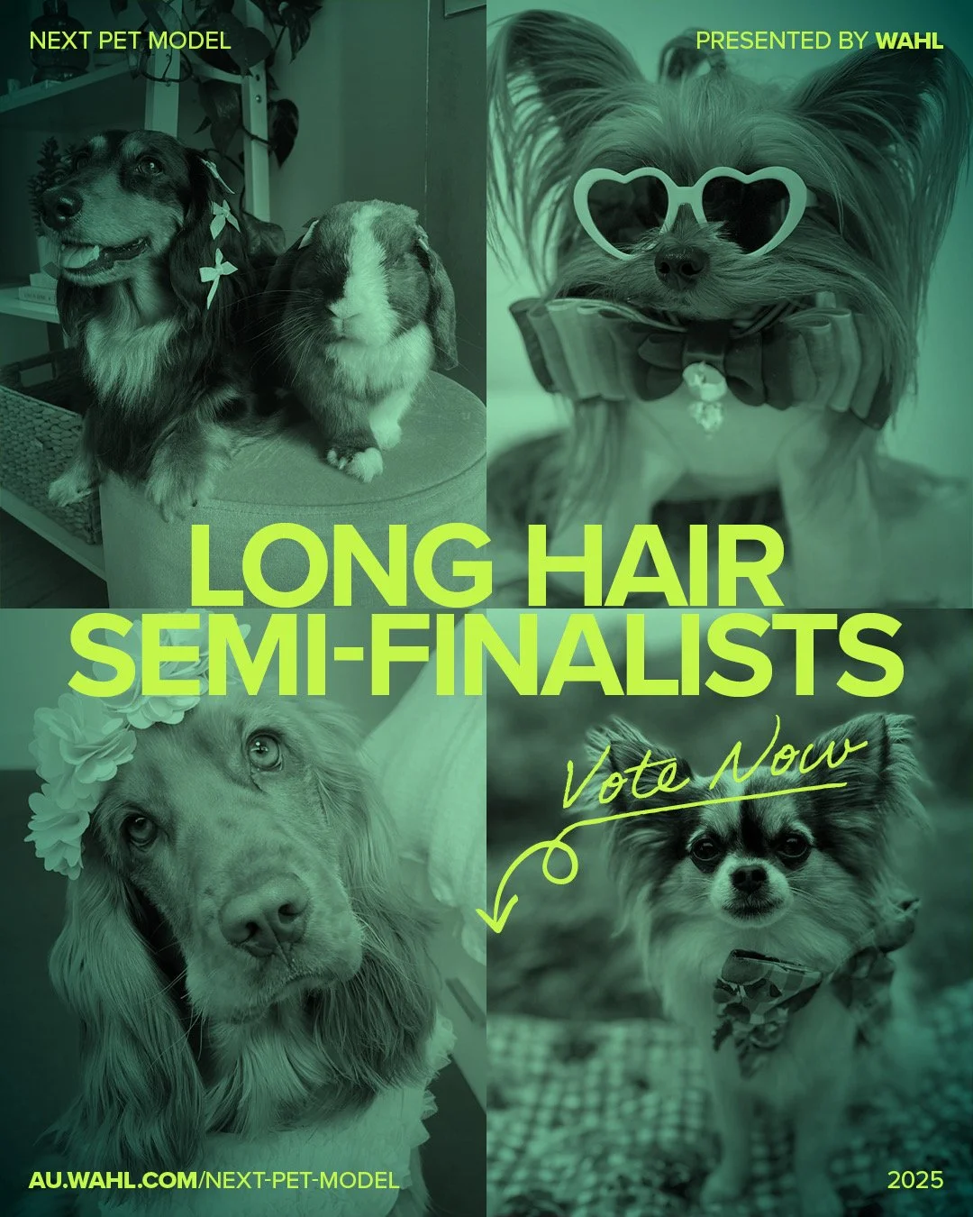 Long Hair Category Voting LIVE 💚✨
LINK IN BIO 🔗

Introducing the Long Hair legends &mdash; four icons with more personality per strand than should be legally allowed.

A Dachshund-Bunny duo proving that fluff comes in all shapes, sizes&hellip; and 