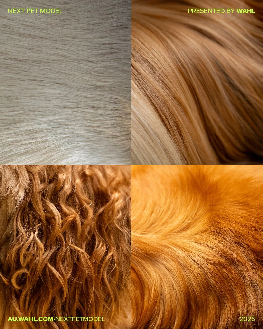 Next Pet Model 2025 - 1080x1350px4.jpg