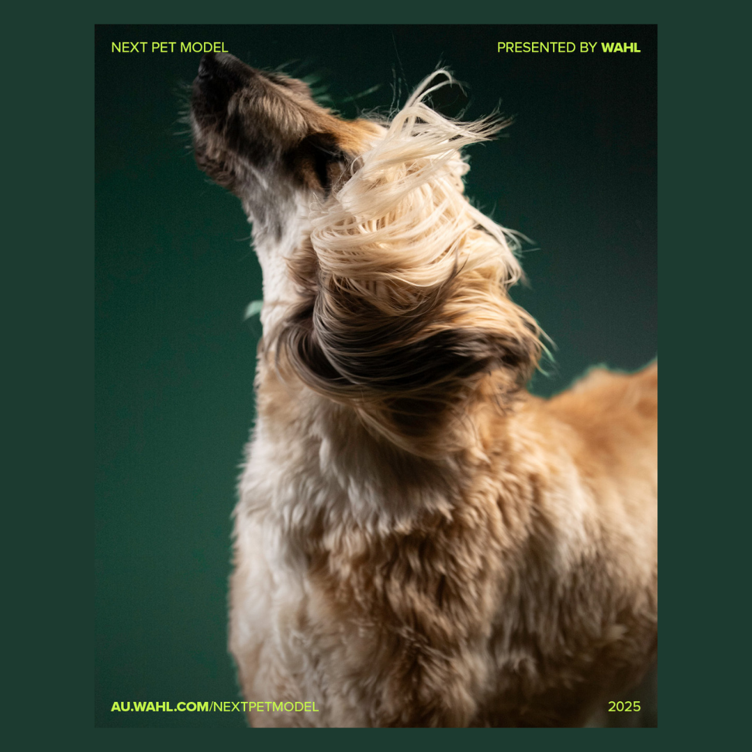 Next Pet Model 2025 - Social Media | Content