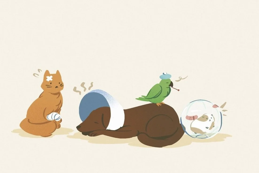 Tails and tales: Stories from the emergency vet waiting room