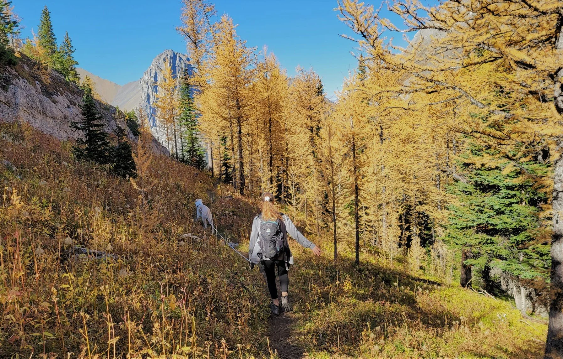 Larch Magic