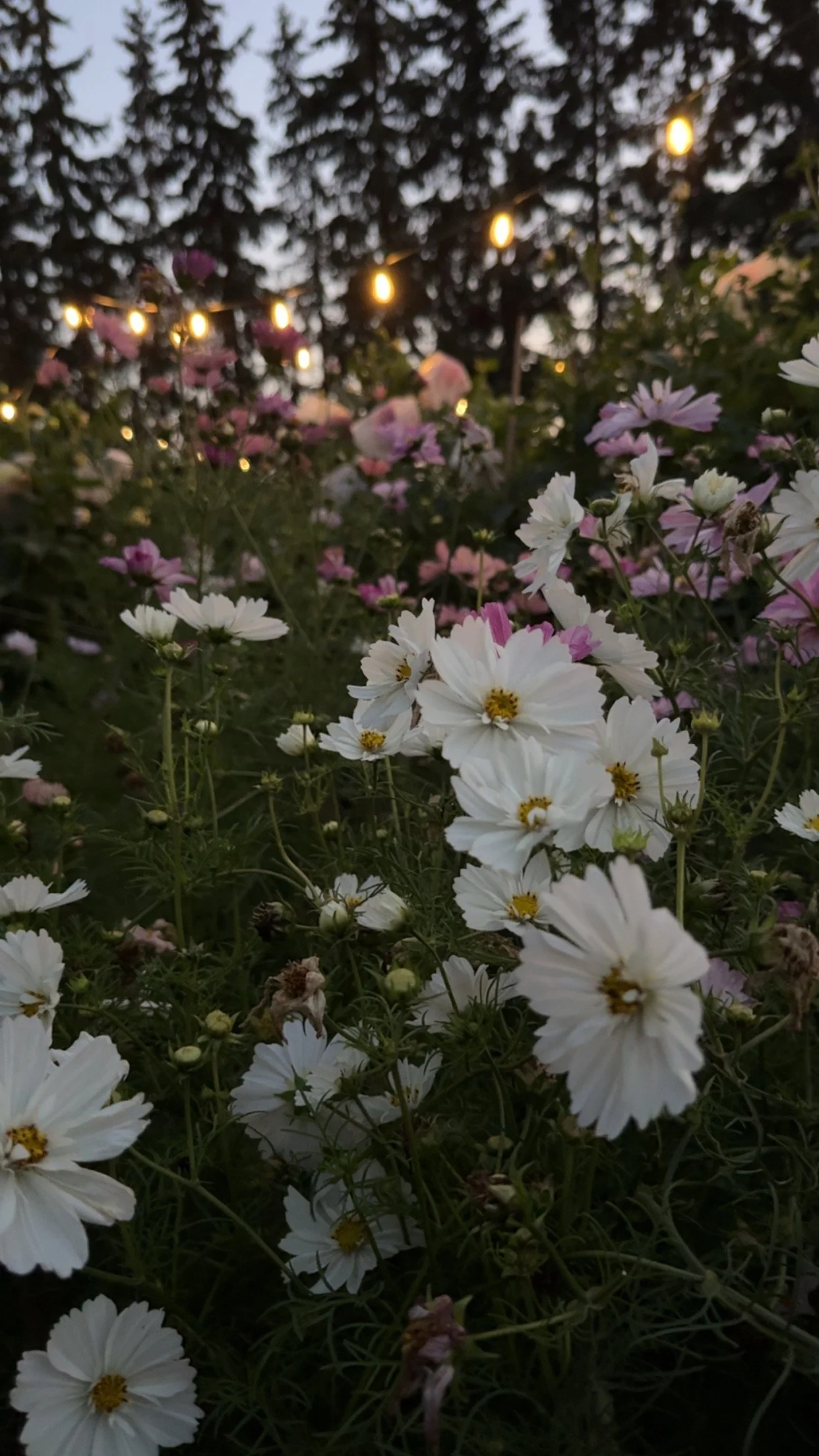 A garden with white and pink flowers at dusk, illuminated by string lights hanging above, with dark trees in the background.