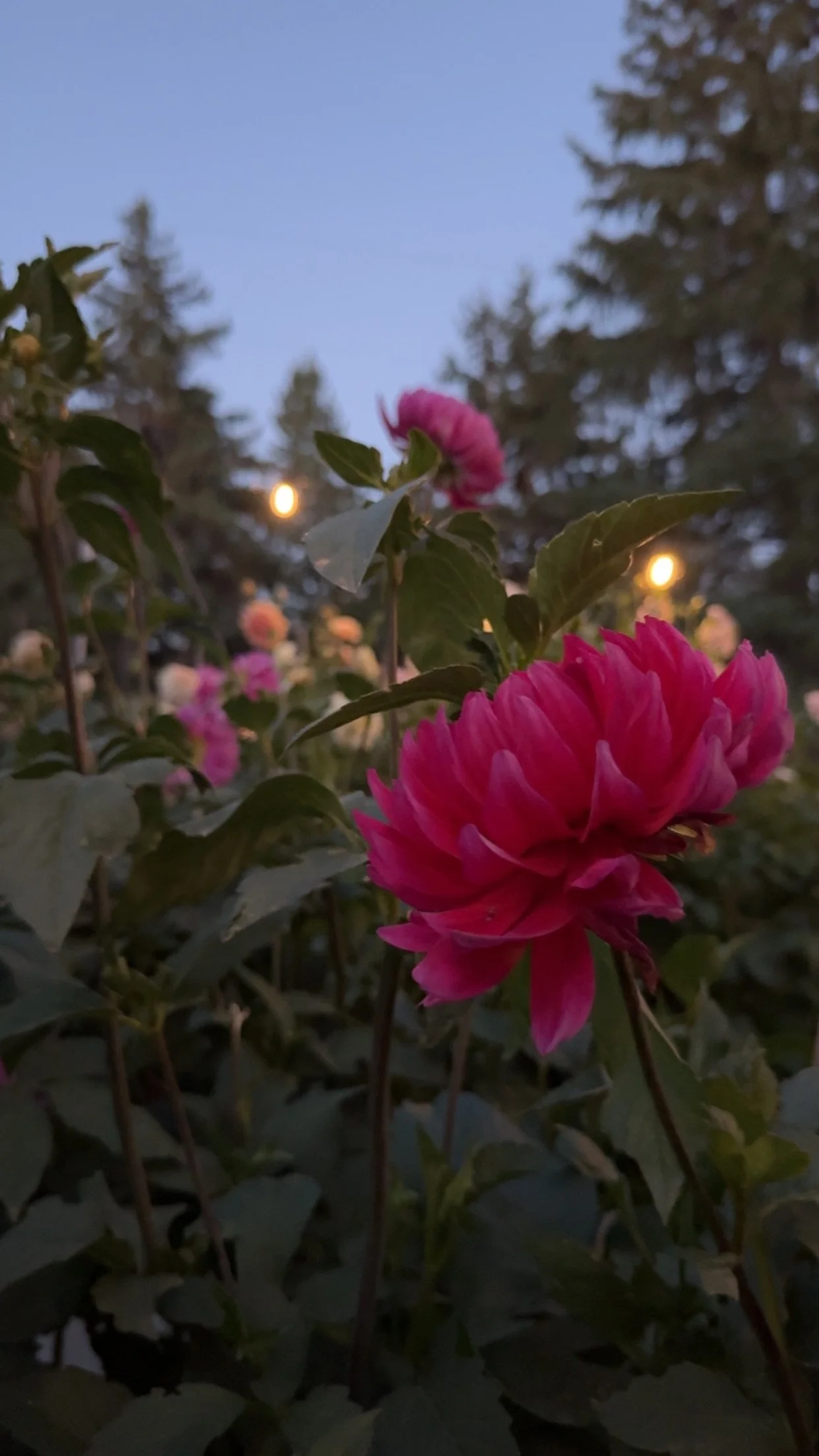 Pink flowers in a garden at dusk with trees and lights in the background.