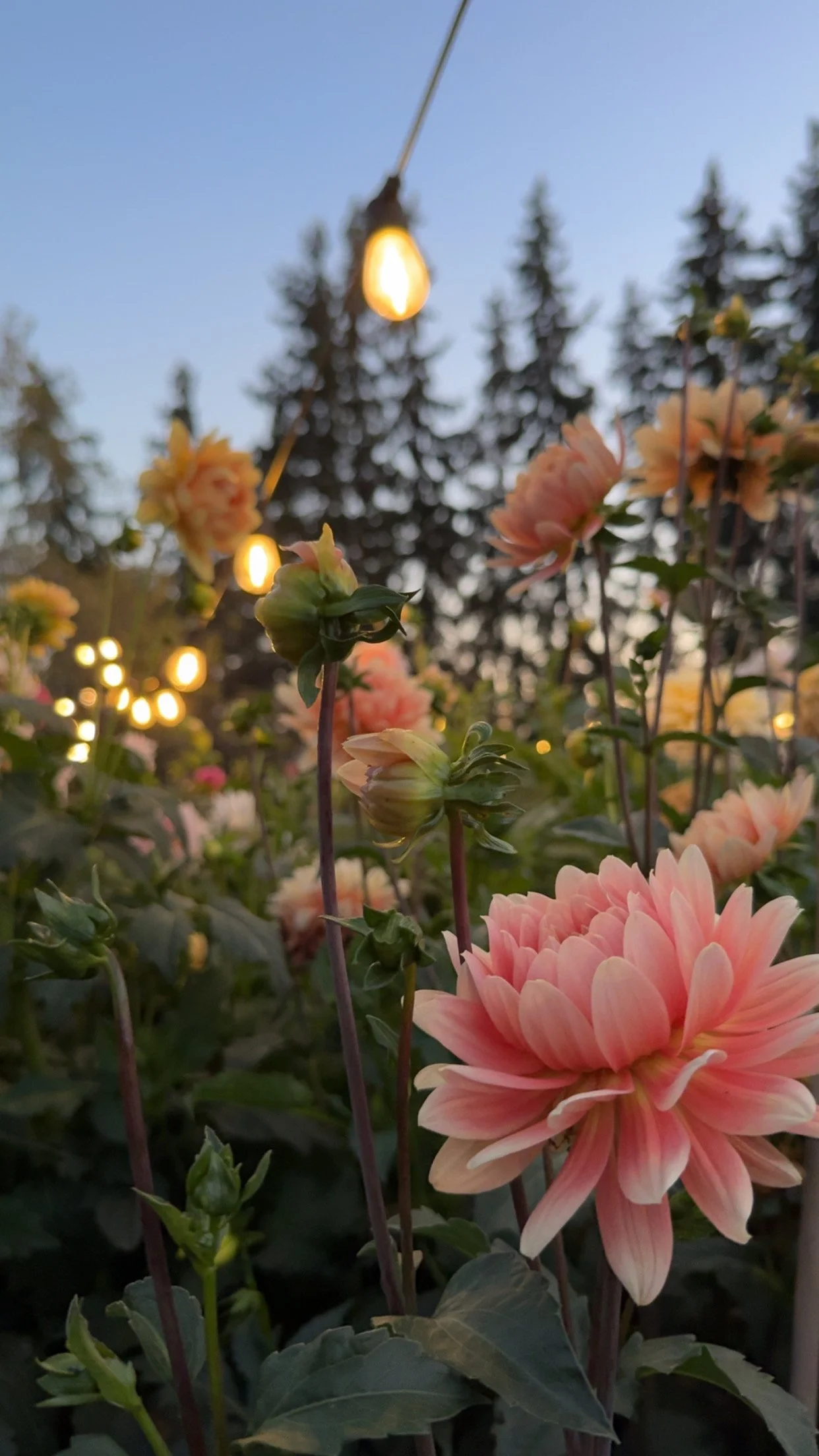 Pink dahlias in a garden with string lights hanging above and tall evergreen trees in the background at dusk.