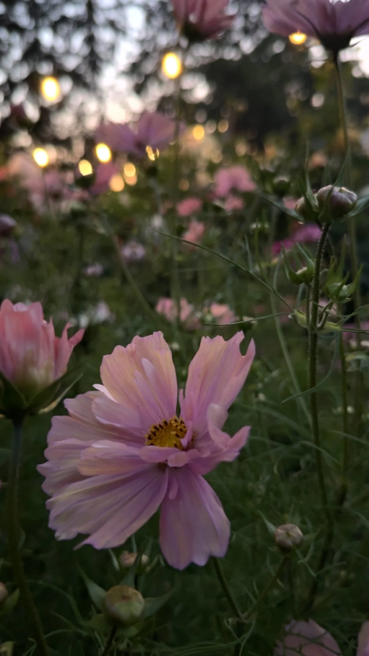 Close-up of pink flowers in a garden during sunset with blurred lights and trees in the background.