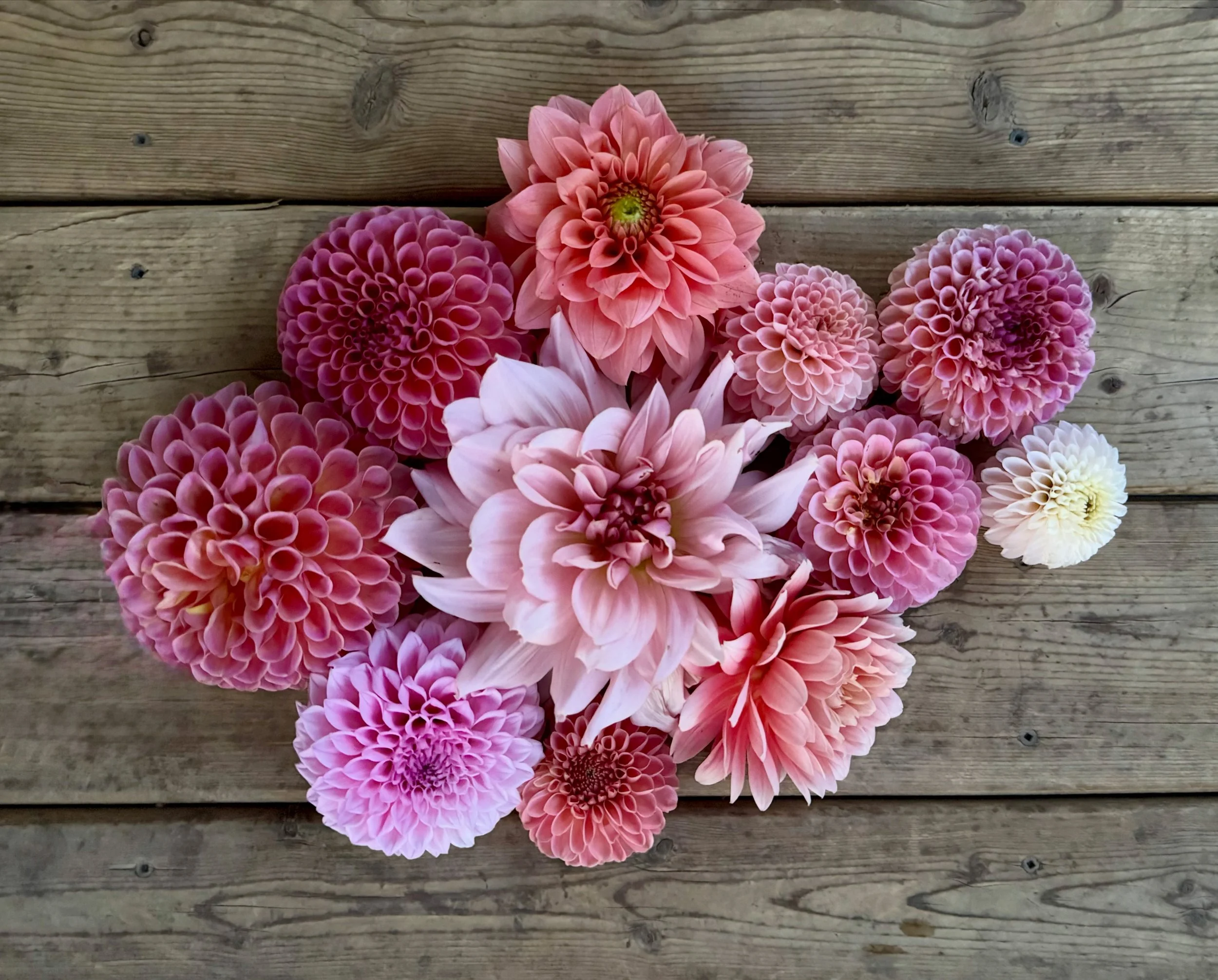 Pink and white dahlias arranged on a wooden surface.
