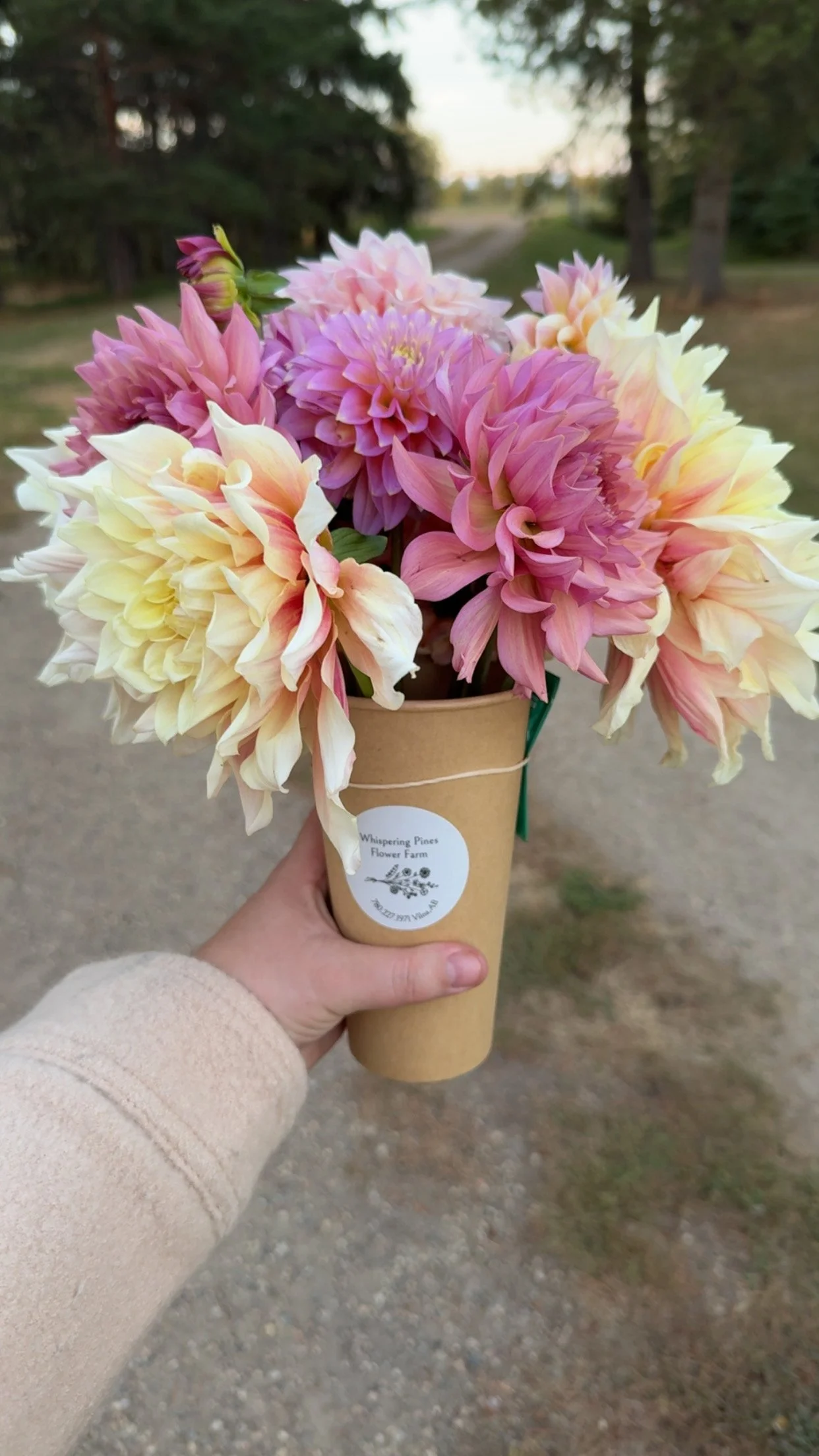 A hand holding a paper cone filled with pink, white, and purple dahlias outdoors on a dirt path with trees in the background.