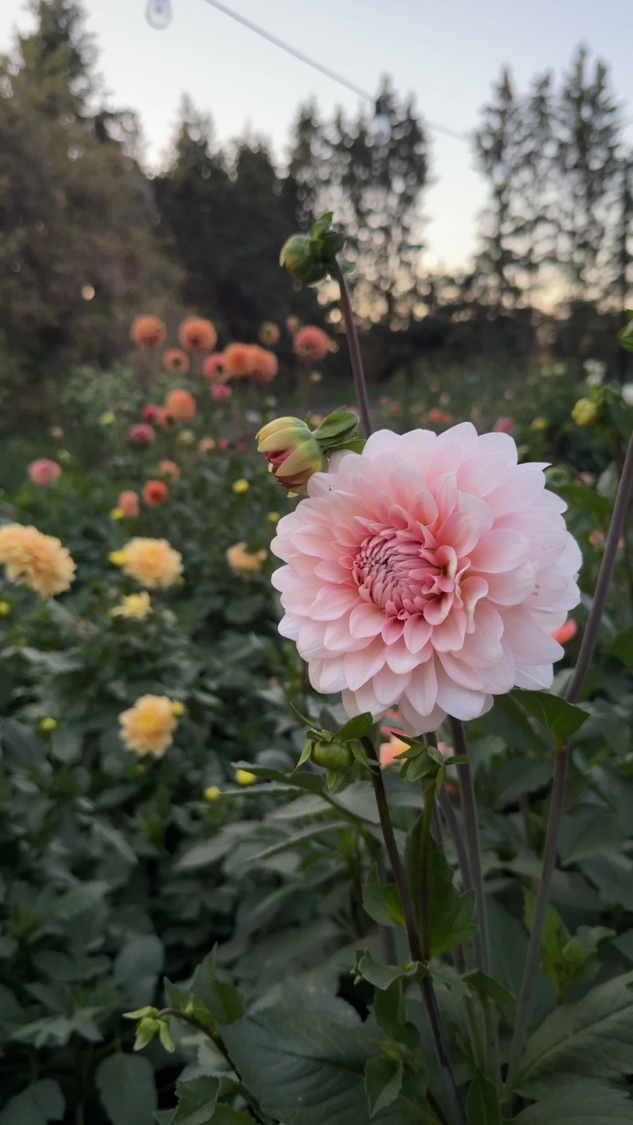 Apple Blossom (Double)