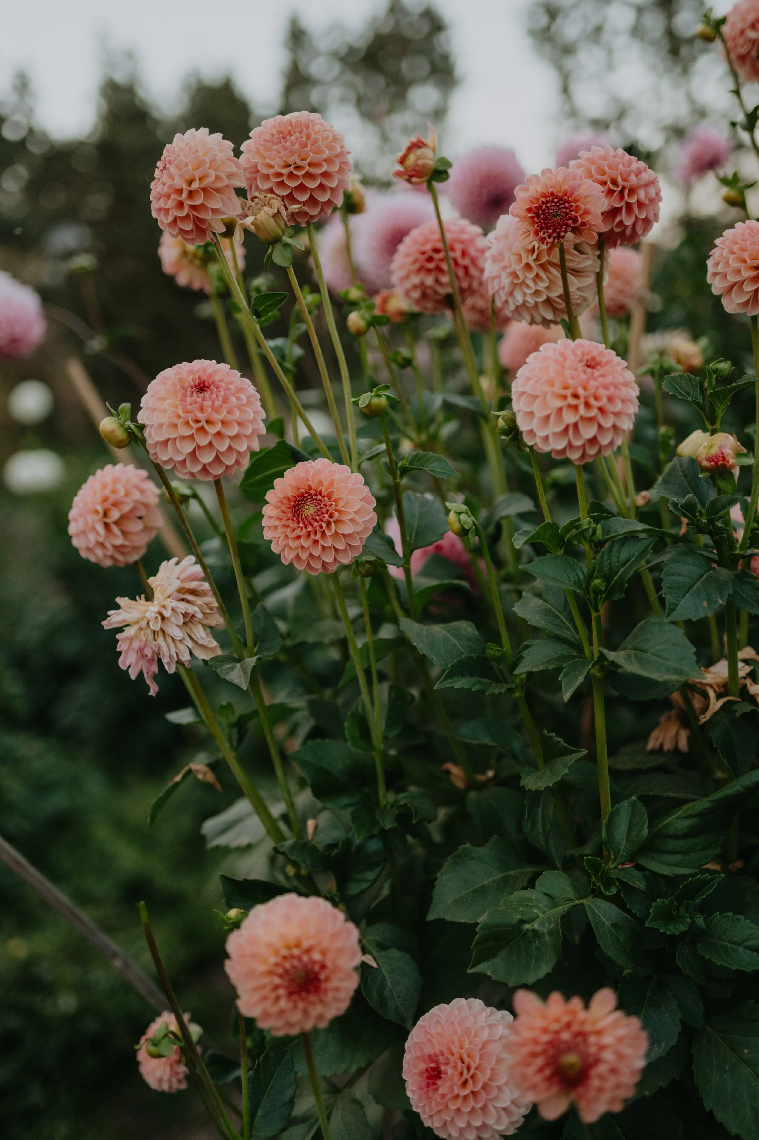 Pink dahlia flowers blooming in a garden with green leaves and a blurred background.