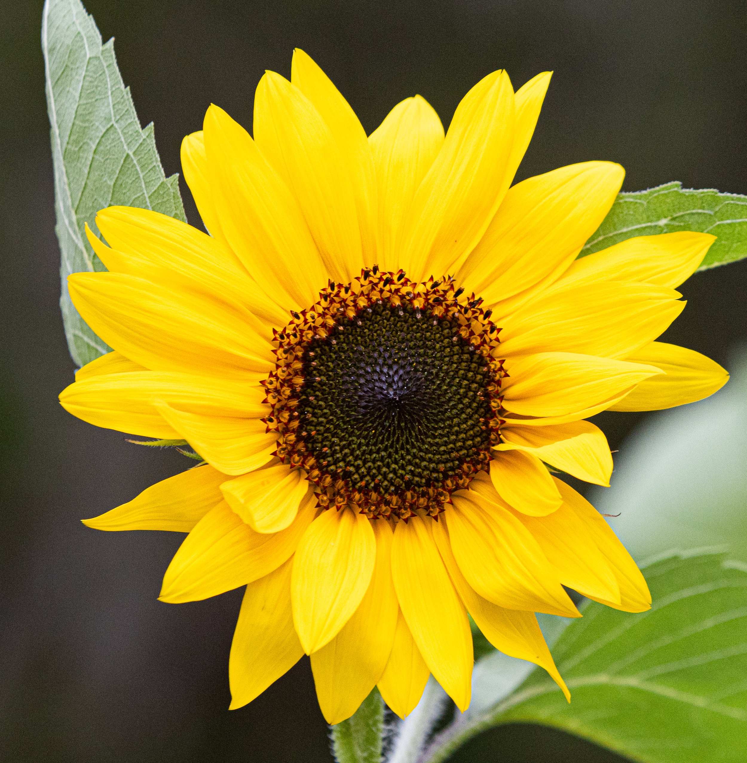 27 - Sunflowers Final Calendar Options.jpg