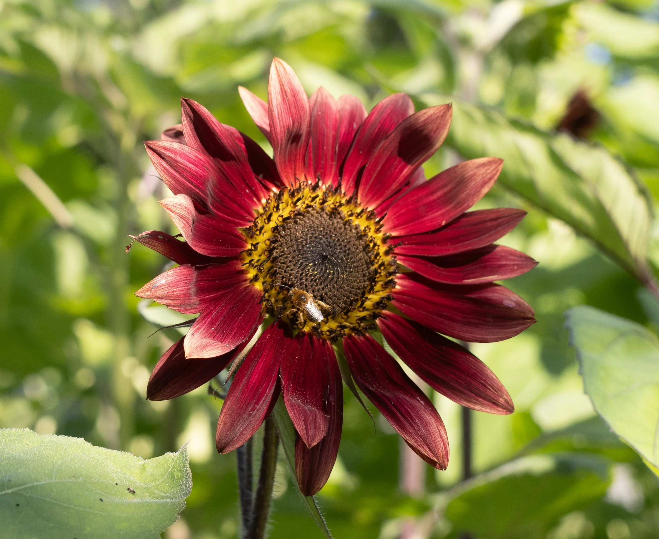 13 - Sunflowers Final Calendar Options.jpg