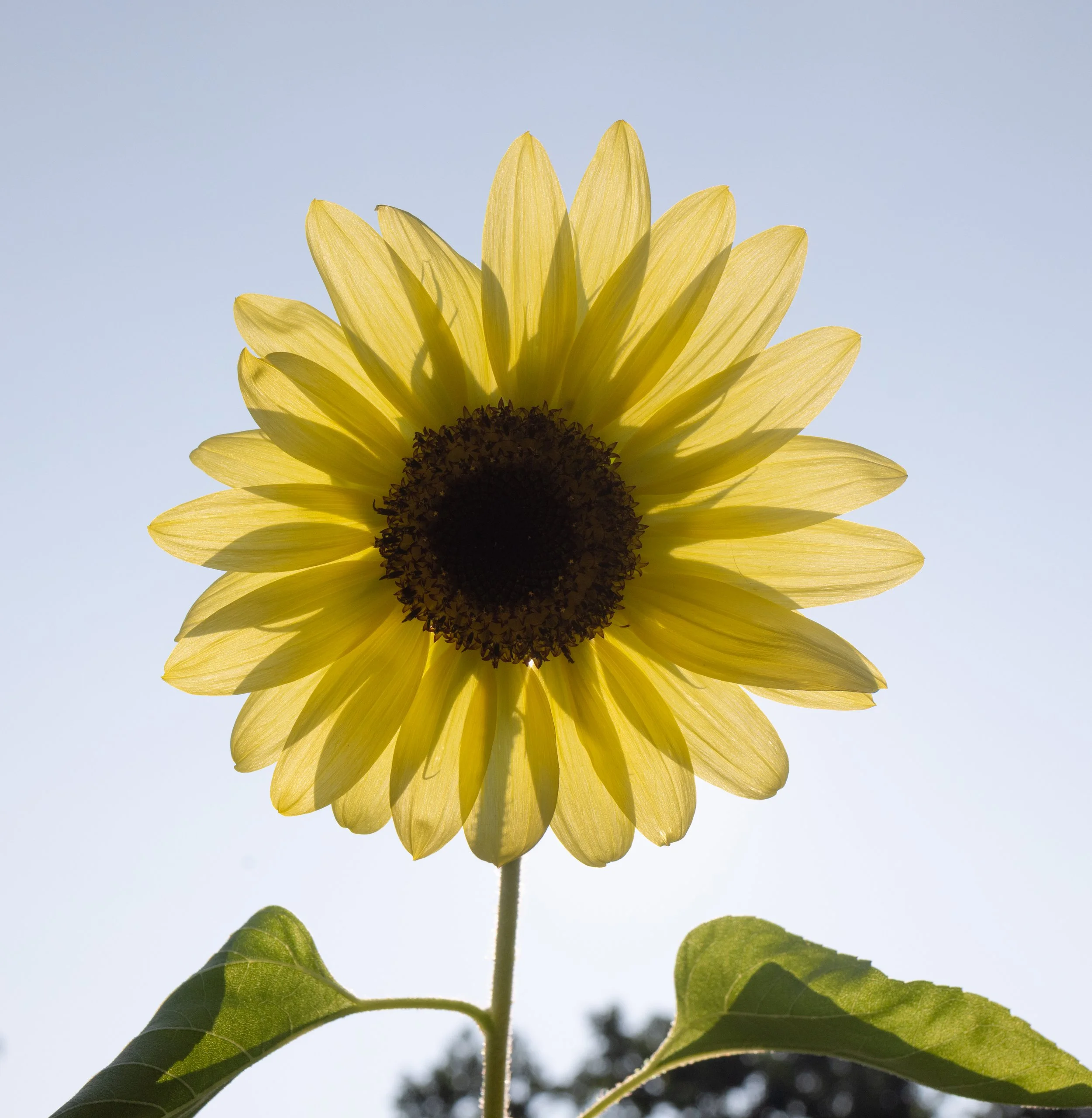 10 - Sunflowers Final Calendar Options.jpg