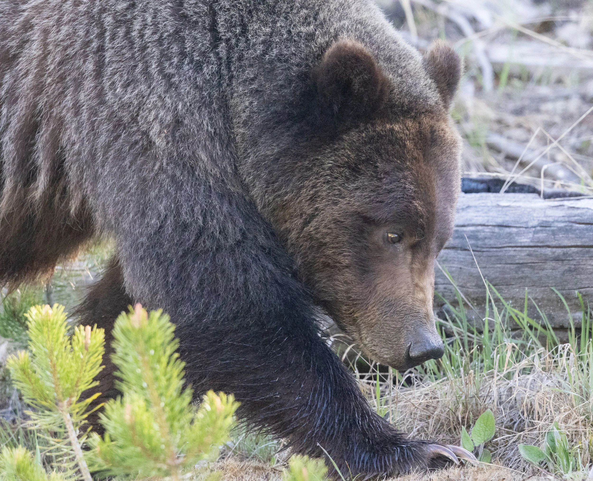 Grizzly Aluminum Print 24