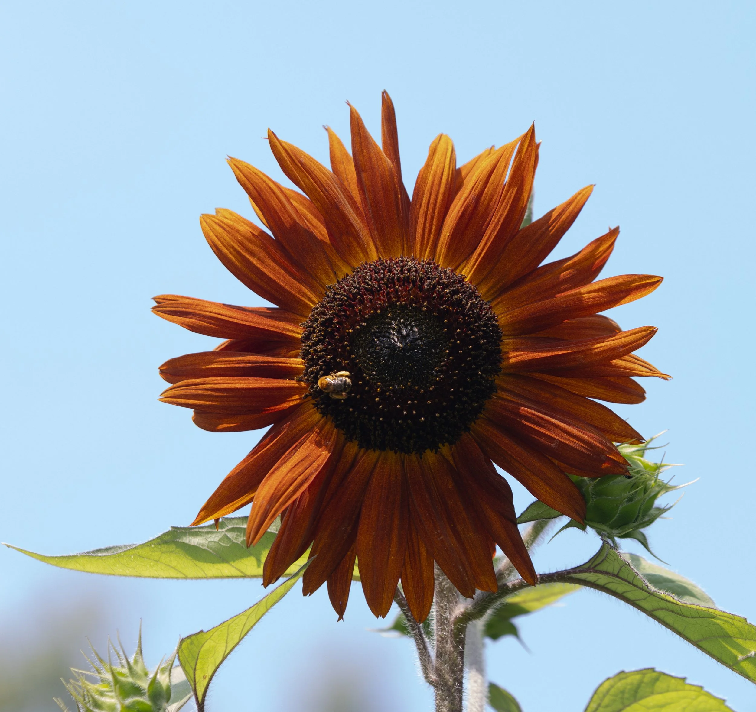 19 - Sunflowers Final Calendar Options.jpg