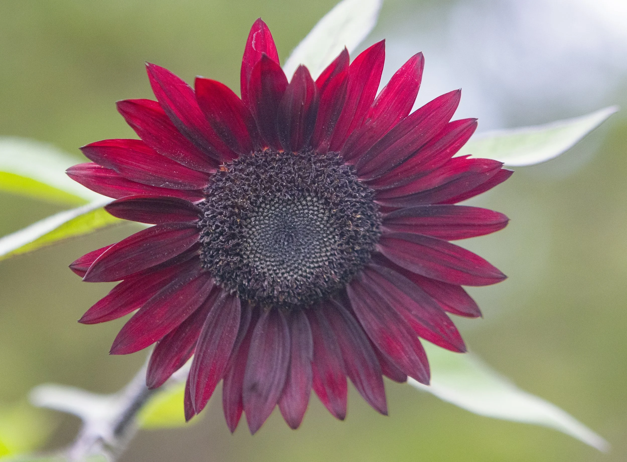 28 - Sunflowers Final Calendar Options.jpg