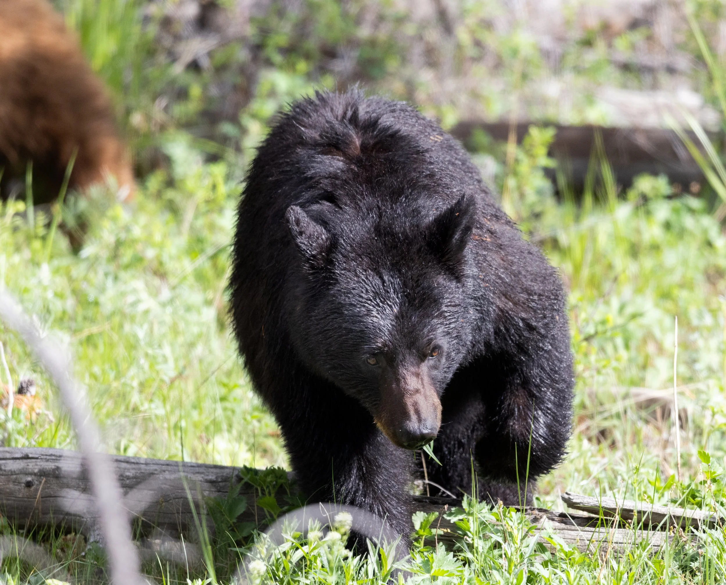Black Bear Aluminum Print 24
