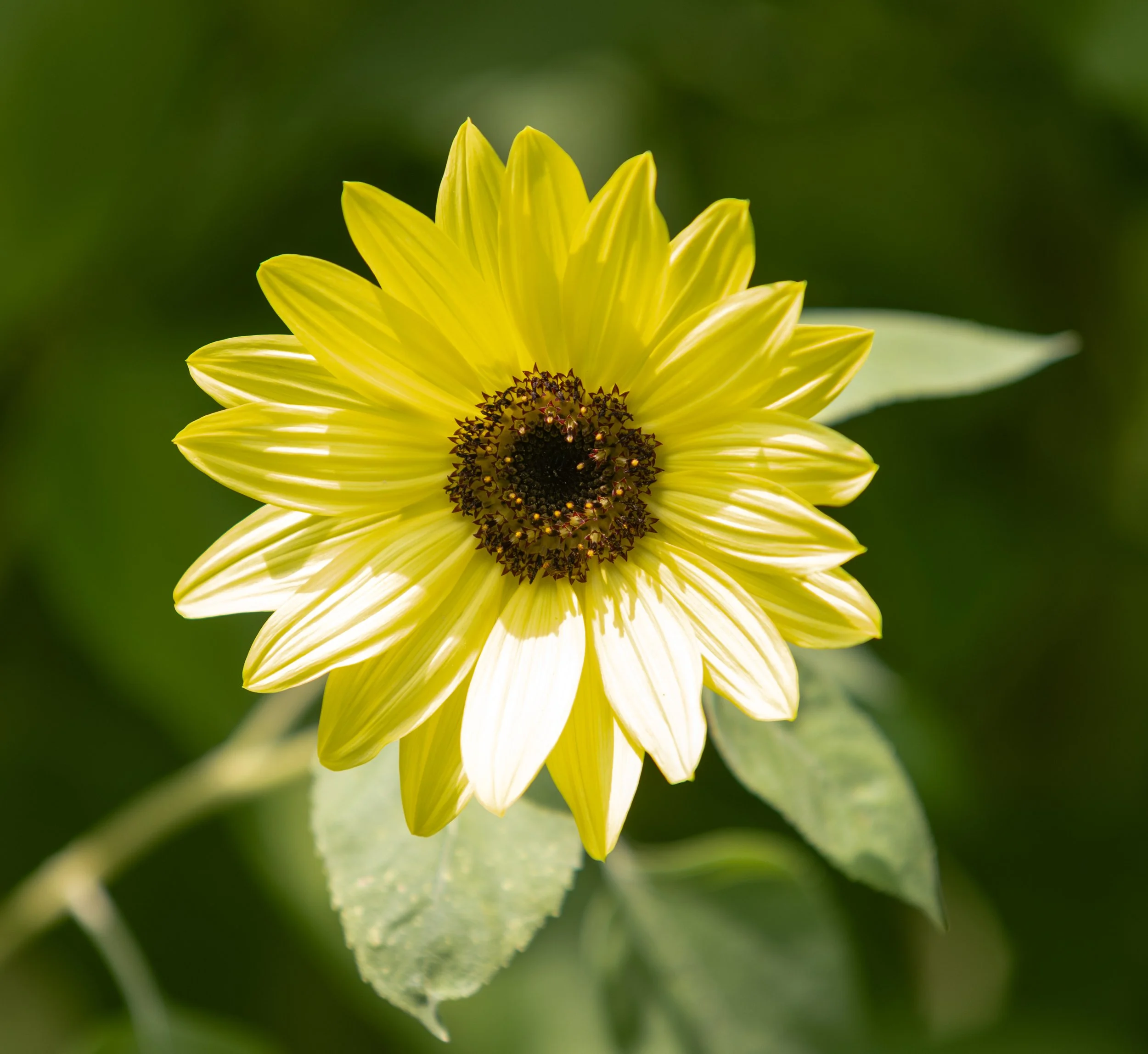 16 - Sunflowers Final Calendar Options.jpg