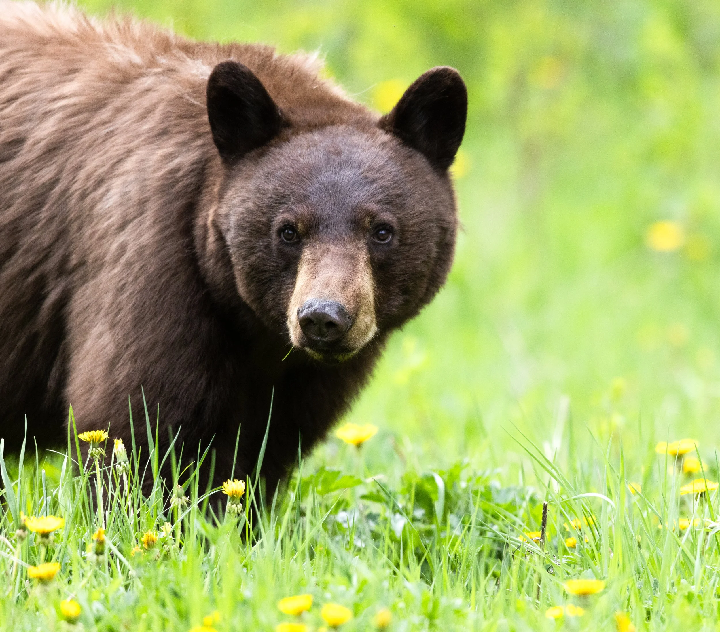 Black Bear Aluminum Print 24