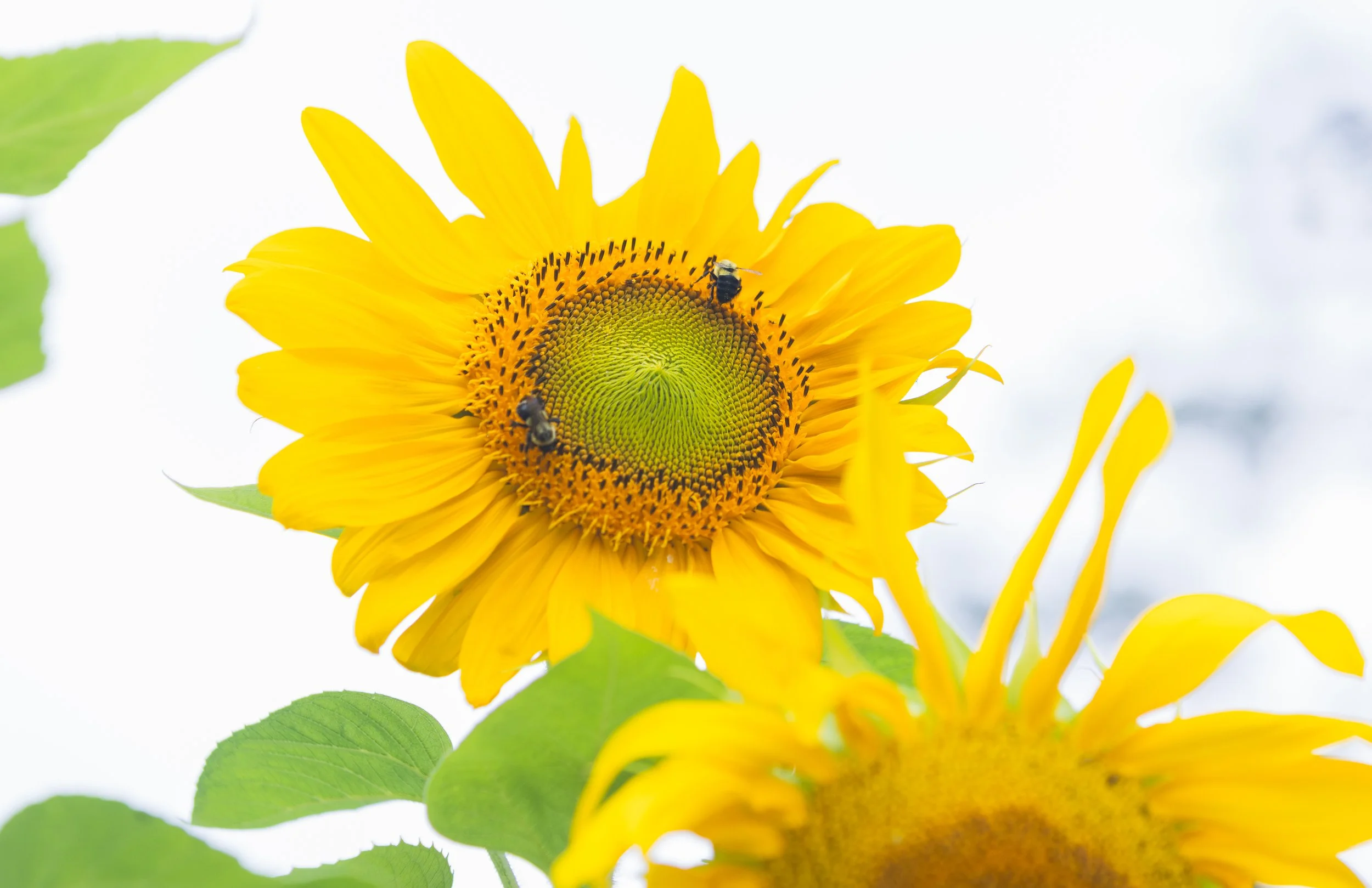 22 - Sunflowers Final Calendar Options.jpg