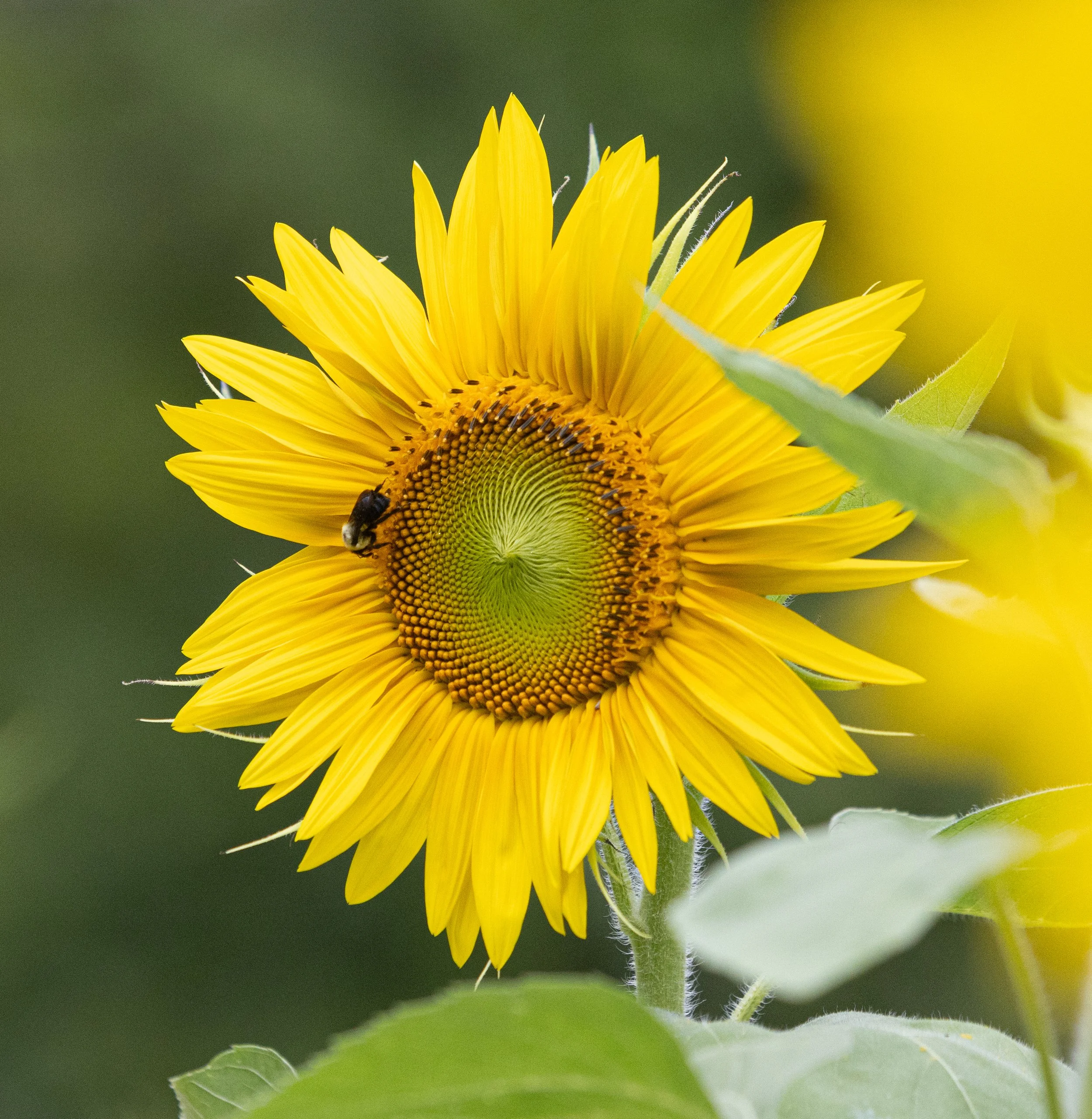 26 - Sunflowers Final Calendar Options.jpg