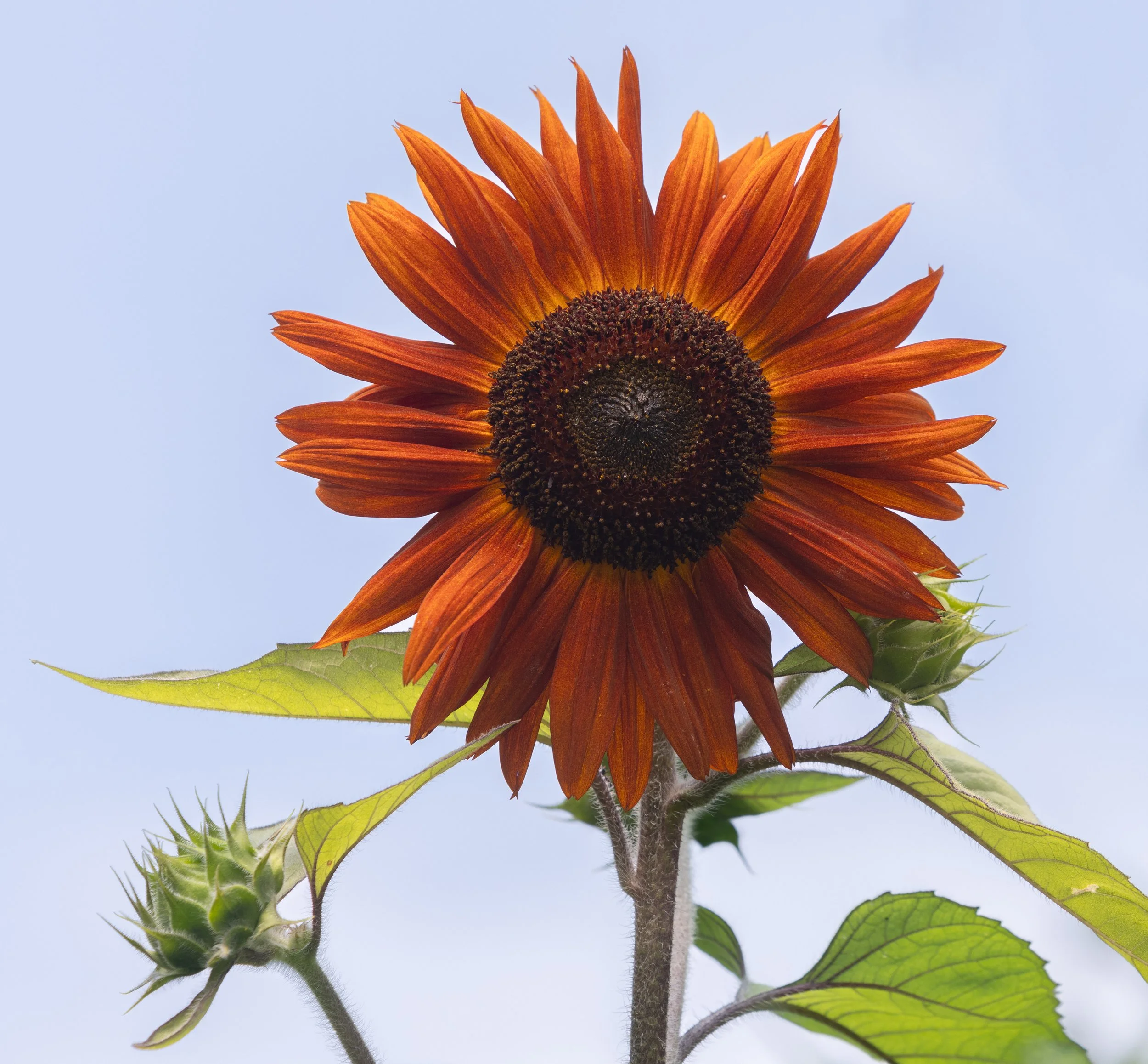 18 - Sunflowers Final Calendar Options.jpg