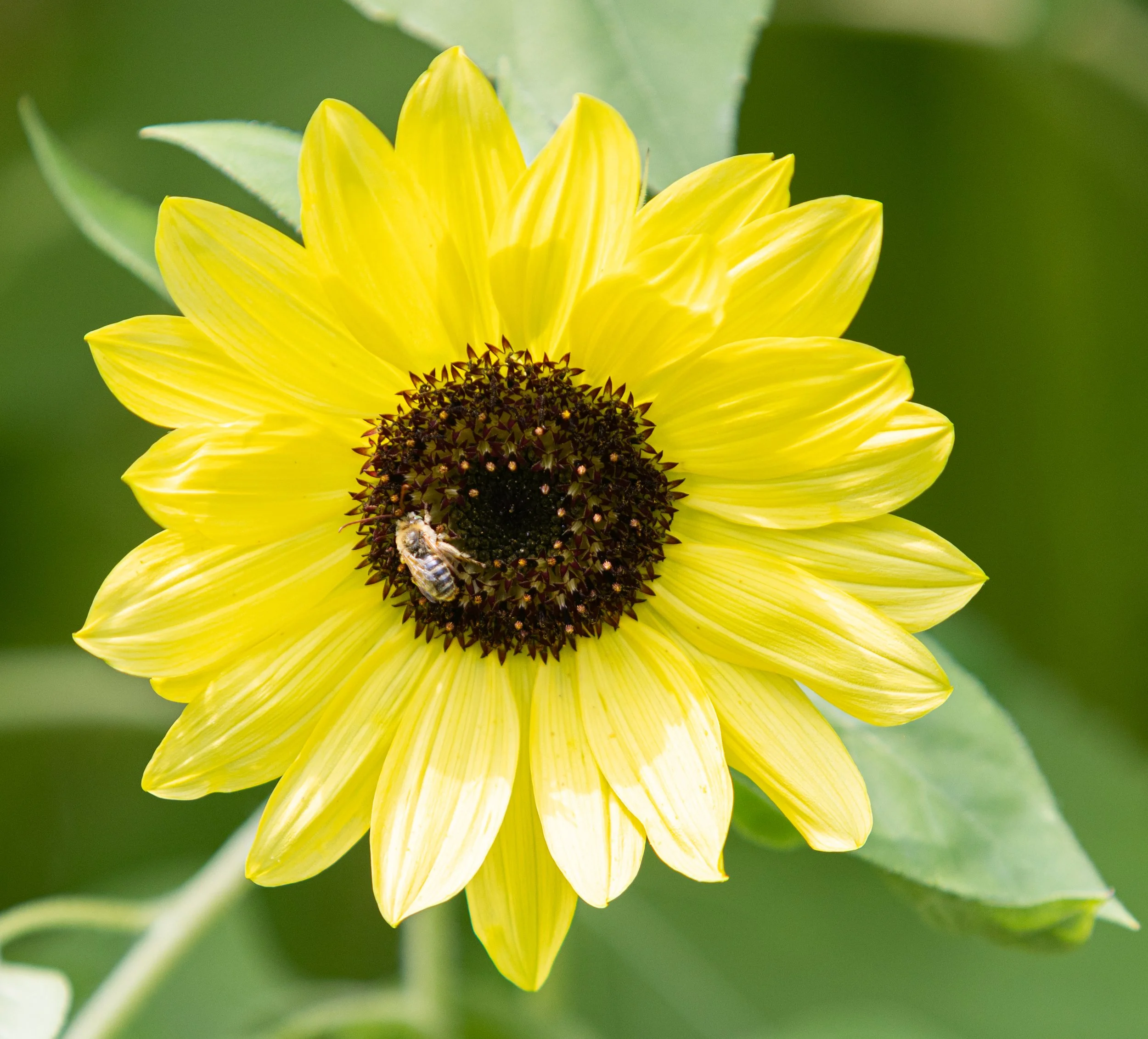 14 - Sunflowers Final Calendar Options.jpg