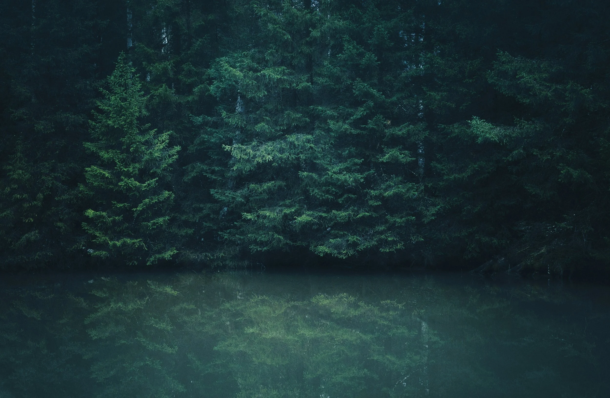 A dense forest of evergreen trees reflecting on a calm lake.