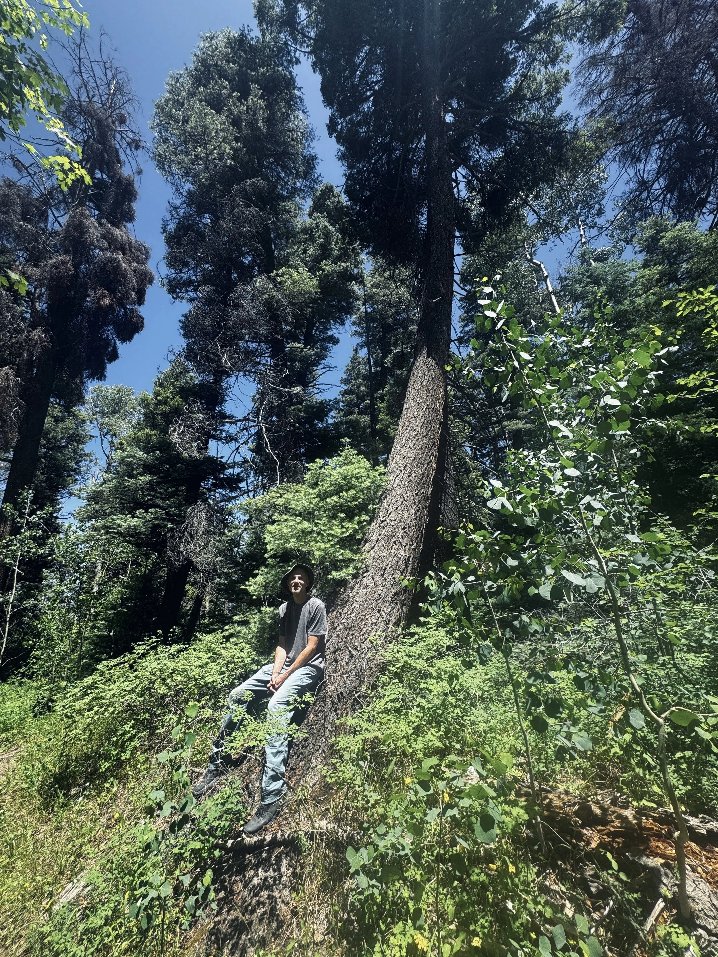 A person sitting on a fallen tree in a dense forest with tall trees and green foliage on a sunny day.