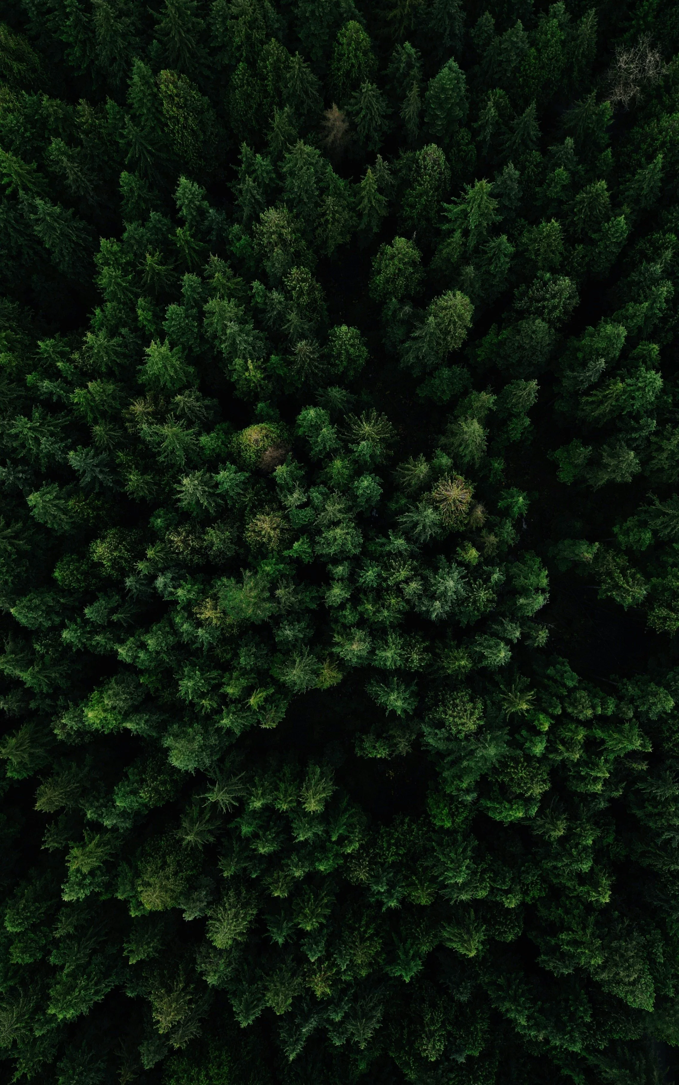 Aerial view of a dense forest with tall green trees.