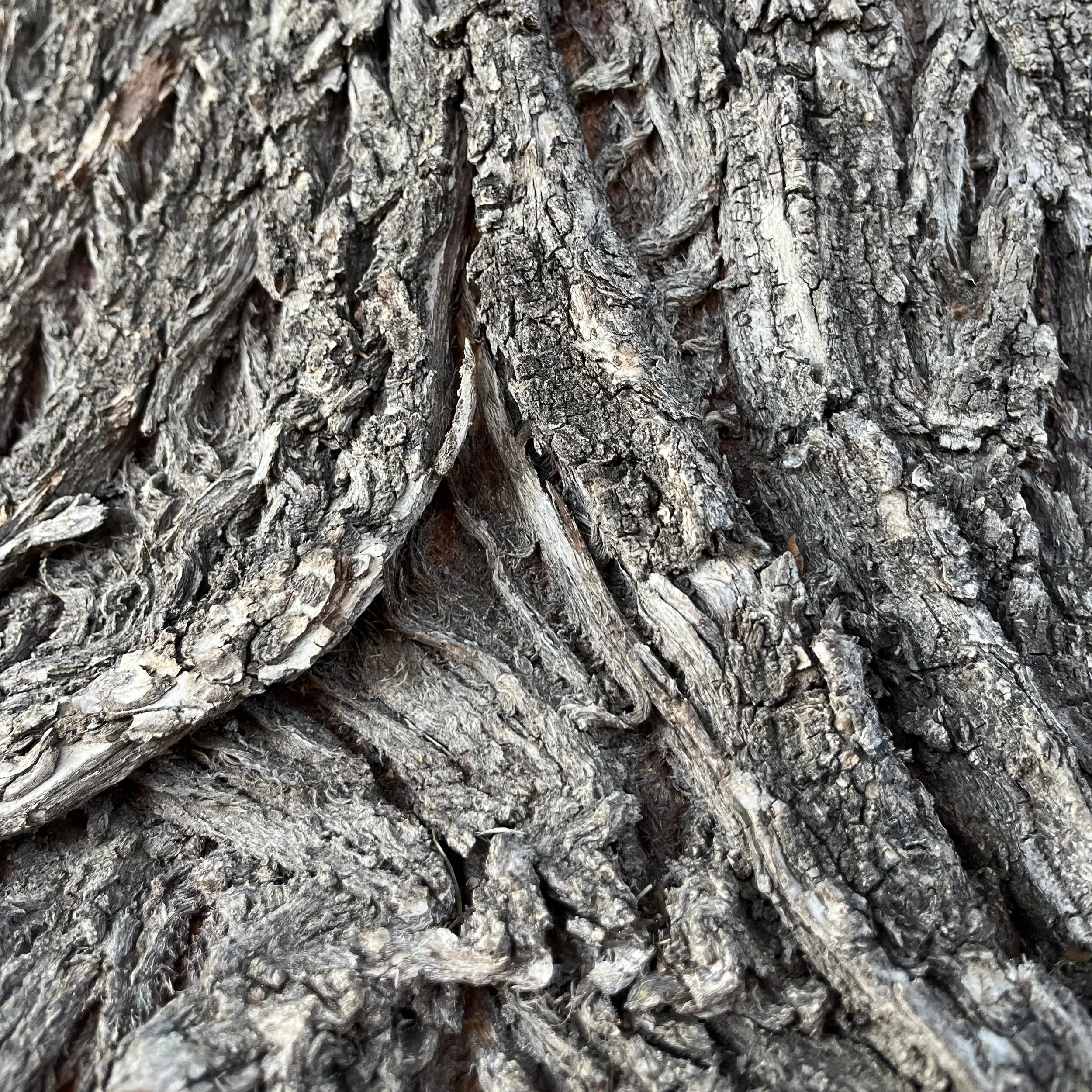 Close-up view of tree bark, showing rugged and textured surface with deeply grooved, gray and brown layers.