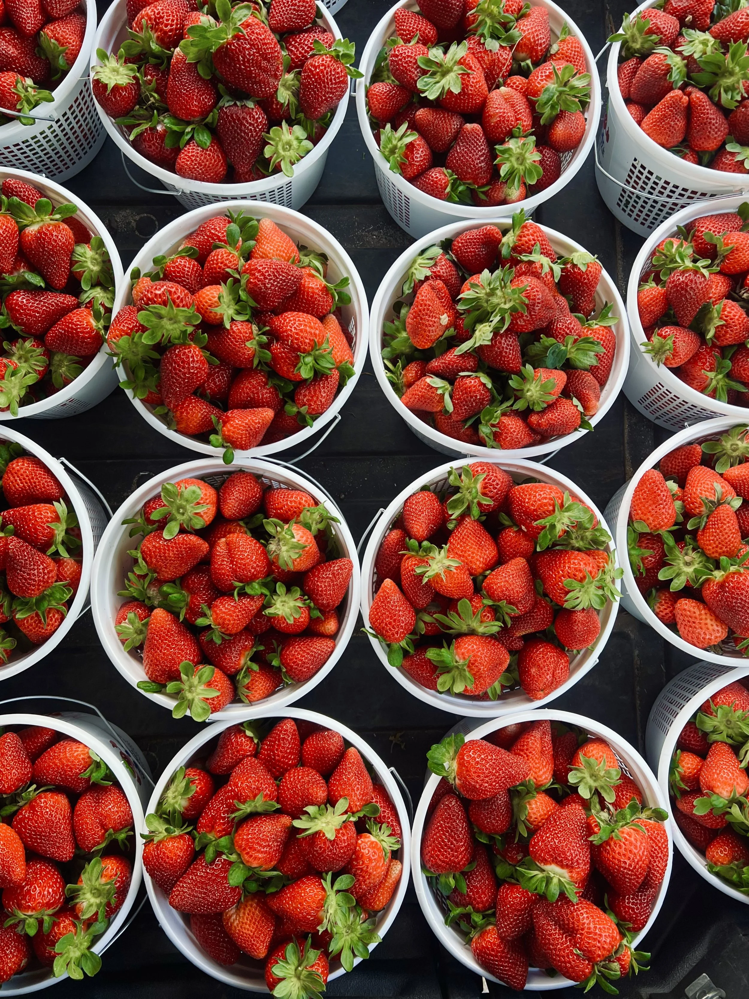 Pre Picked fresh strawberries ready to be taken home.