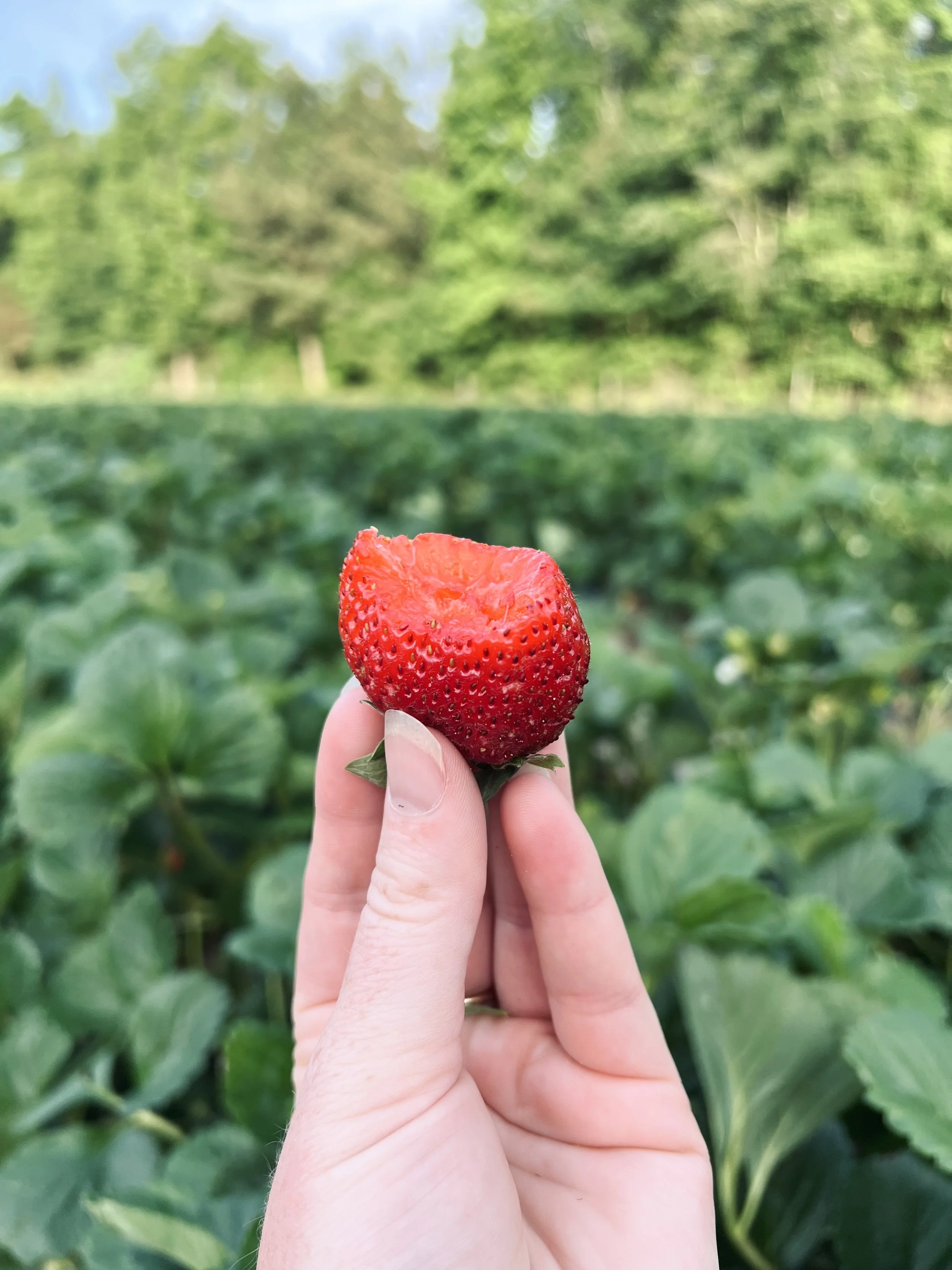 Juicy, red and ripe strawberry from McKenzie Farms