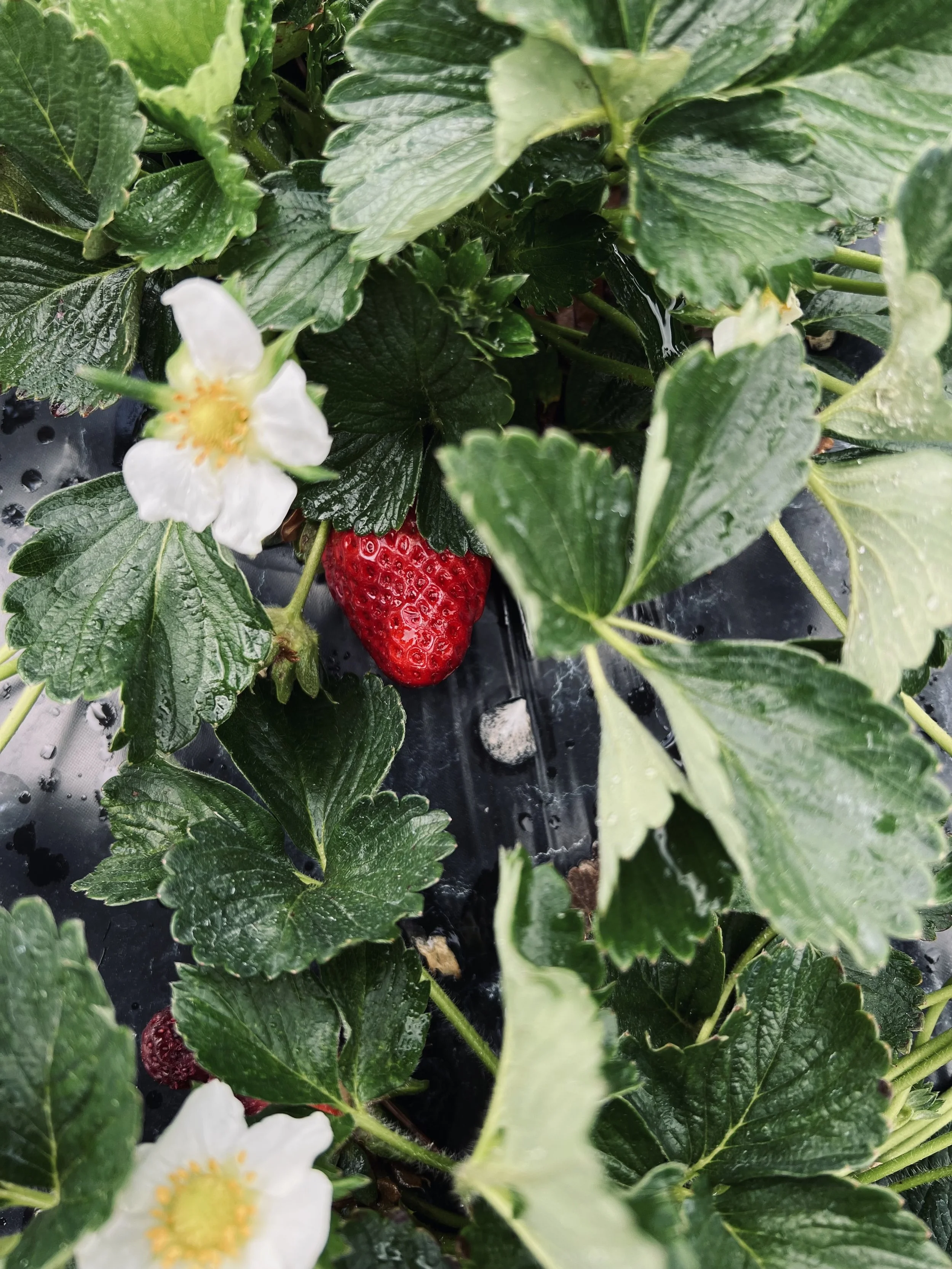 Close-up of a strawberry plant with green leaves, white flowers, and ripe red strawberries growing at McKenzie Farms ready to be picked.
