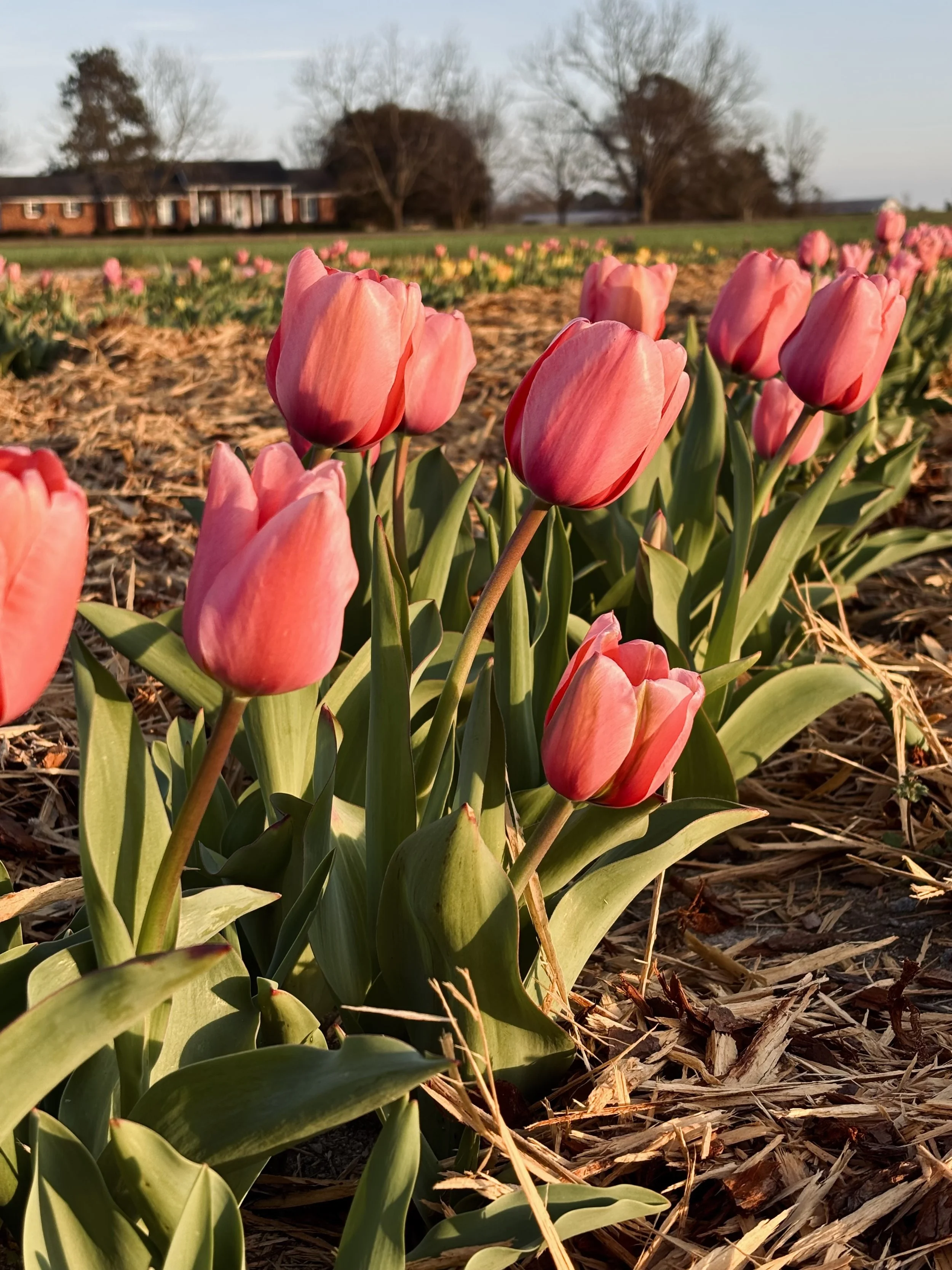 Pick your own tulips at McKenzie Farms near Lexington and Columbia South Carolina.