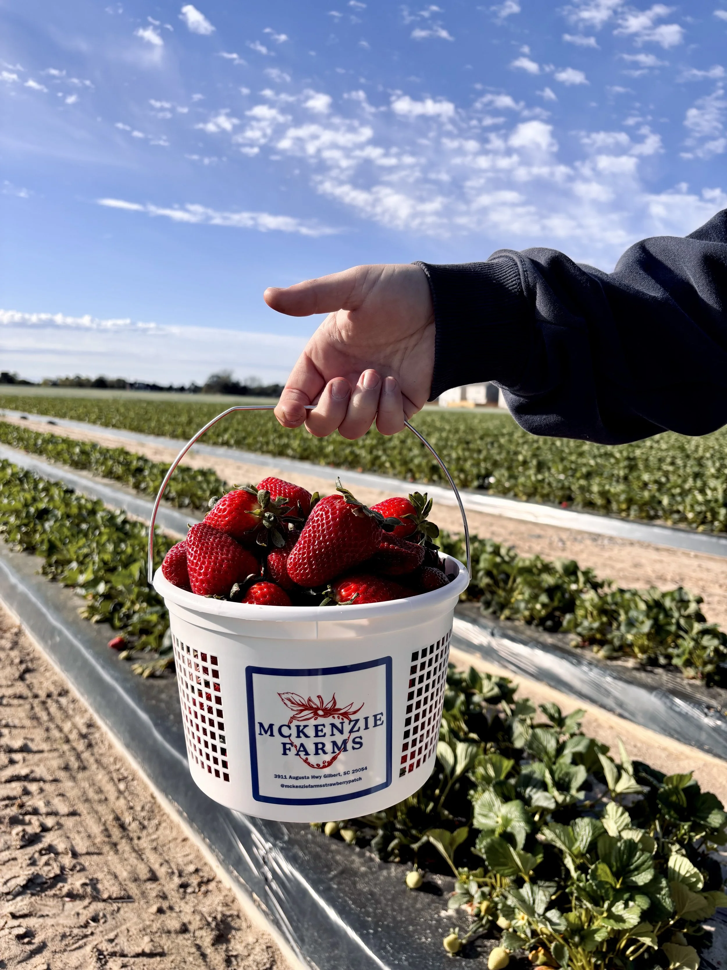 U-Pick Strawberry Gallon