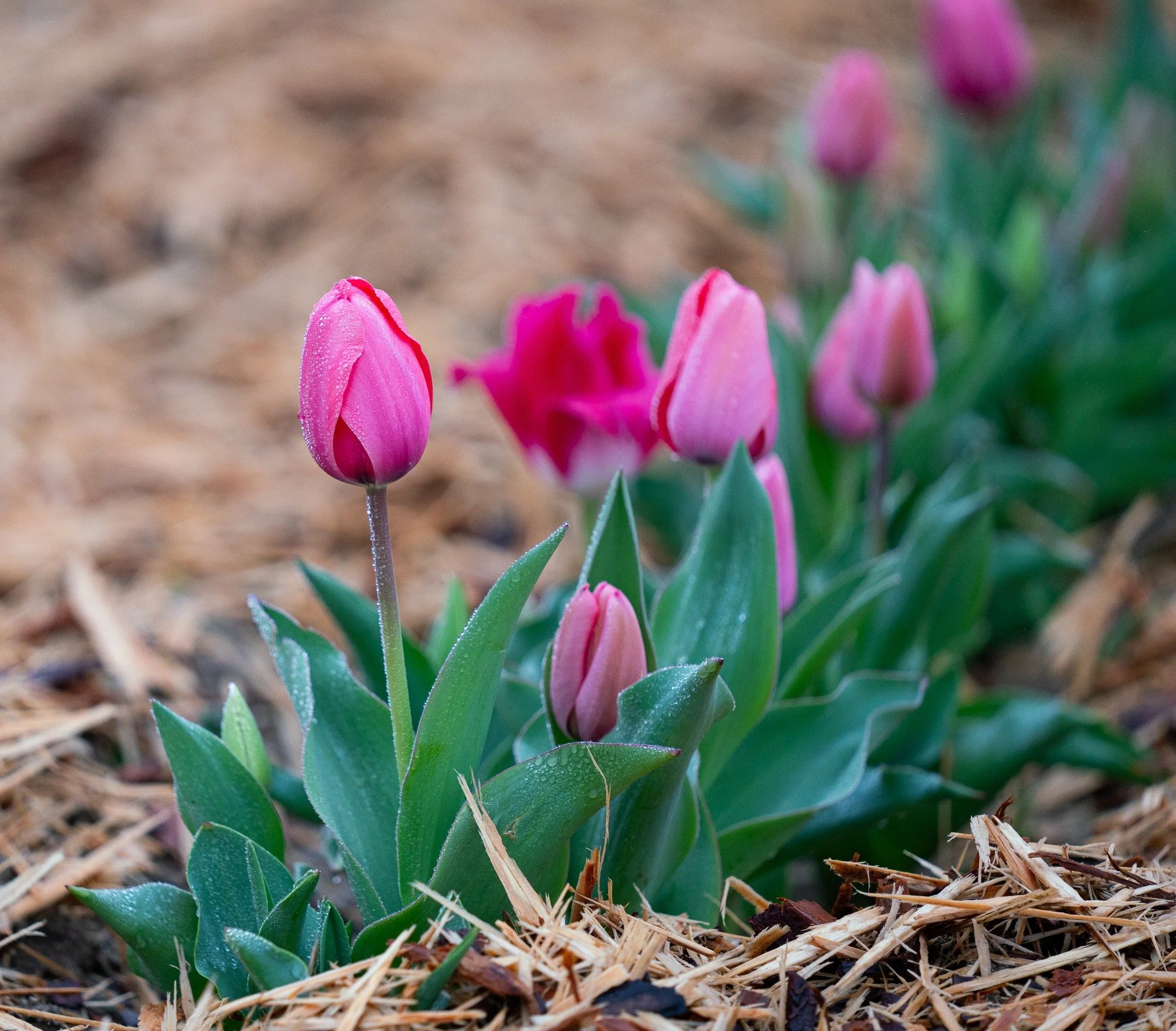 Pink tulips for u-pick at McKenzie Farms near Lexington and Columbia.