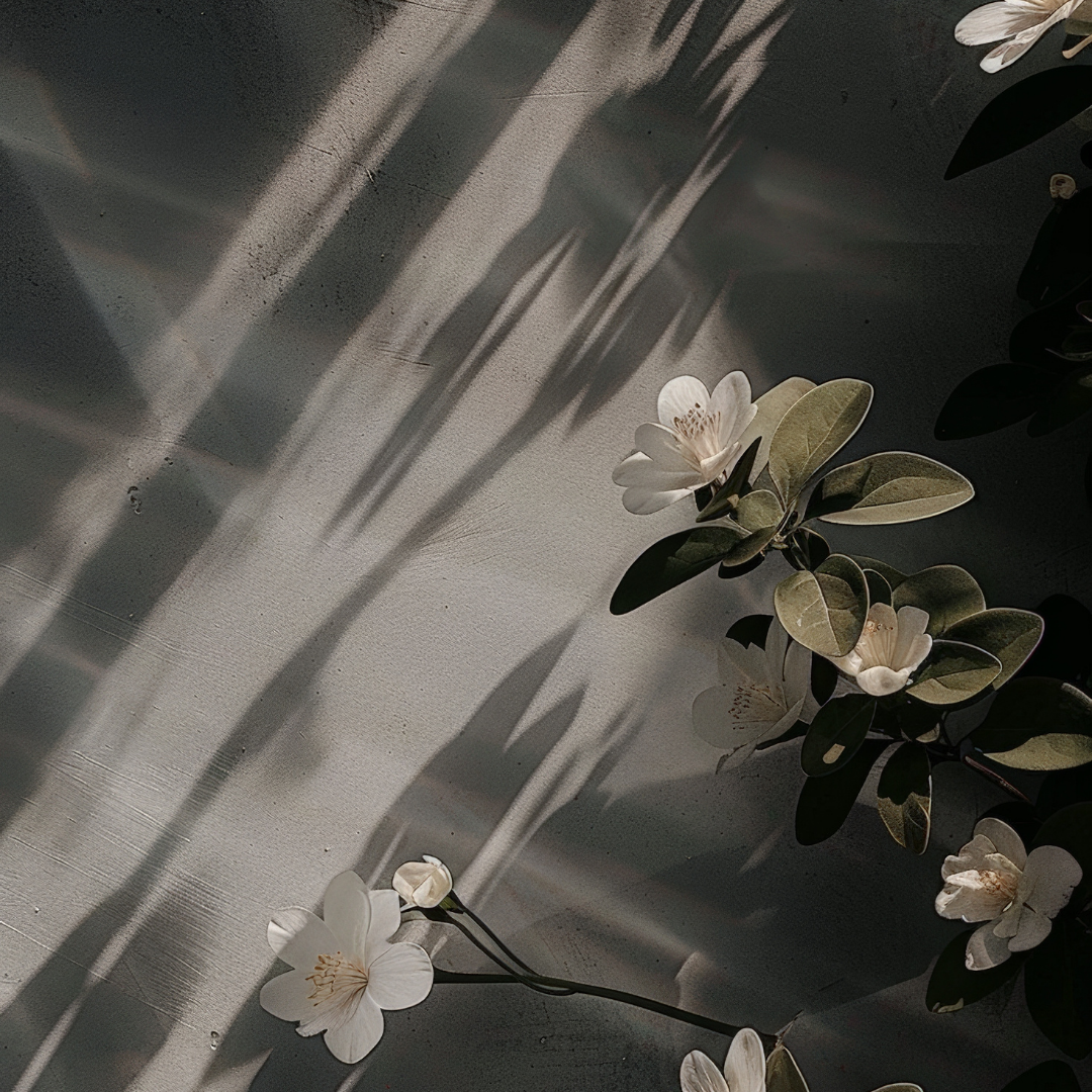 White flowers with green leaves casting shadows on a textured wall.